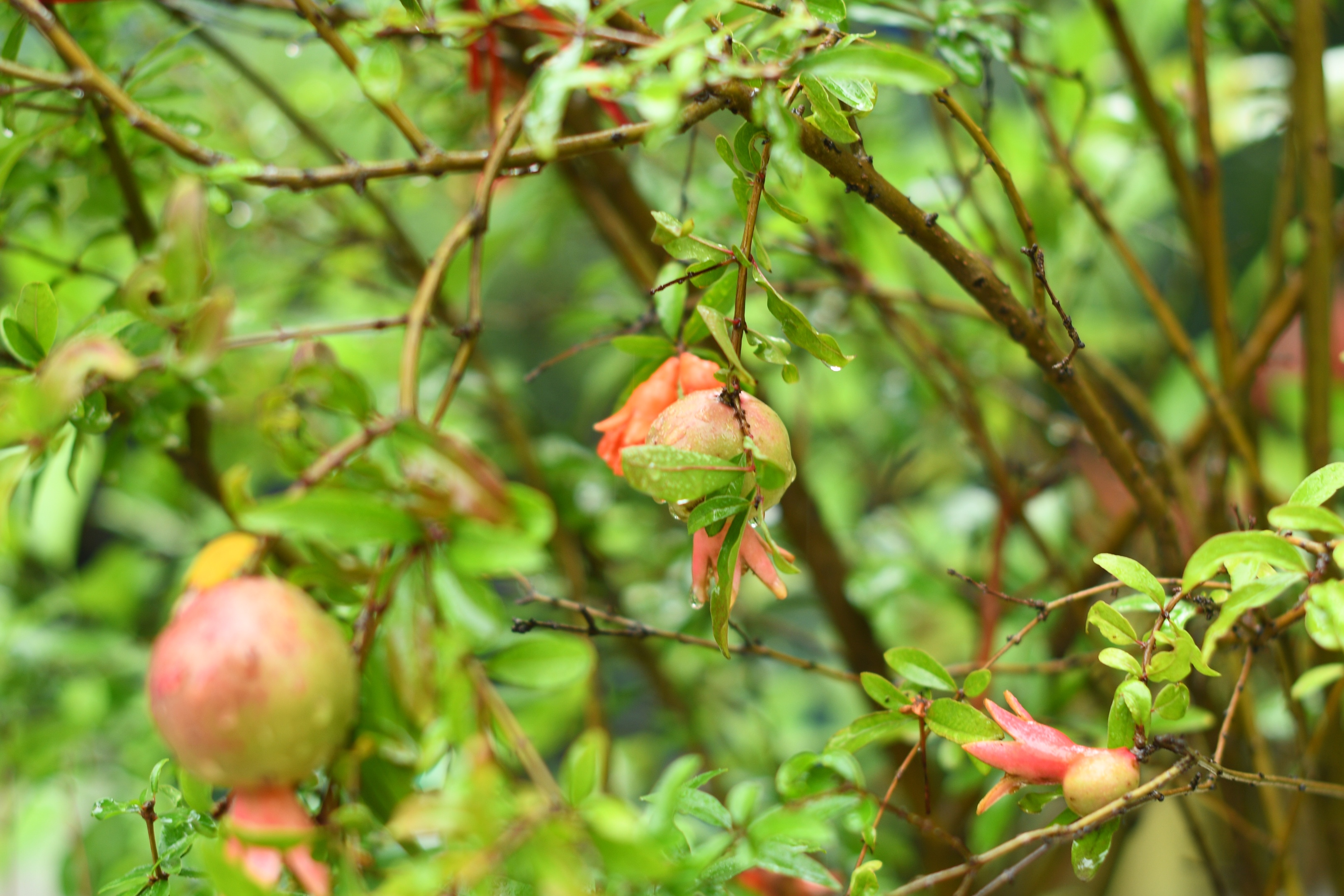 惟见石榴新蕊,一枝开. 冰簟堆云髻,金尊滟玉醅. 绿