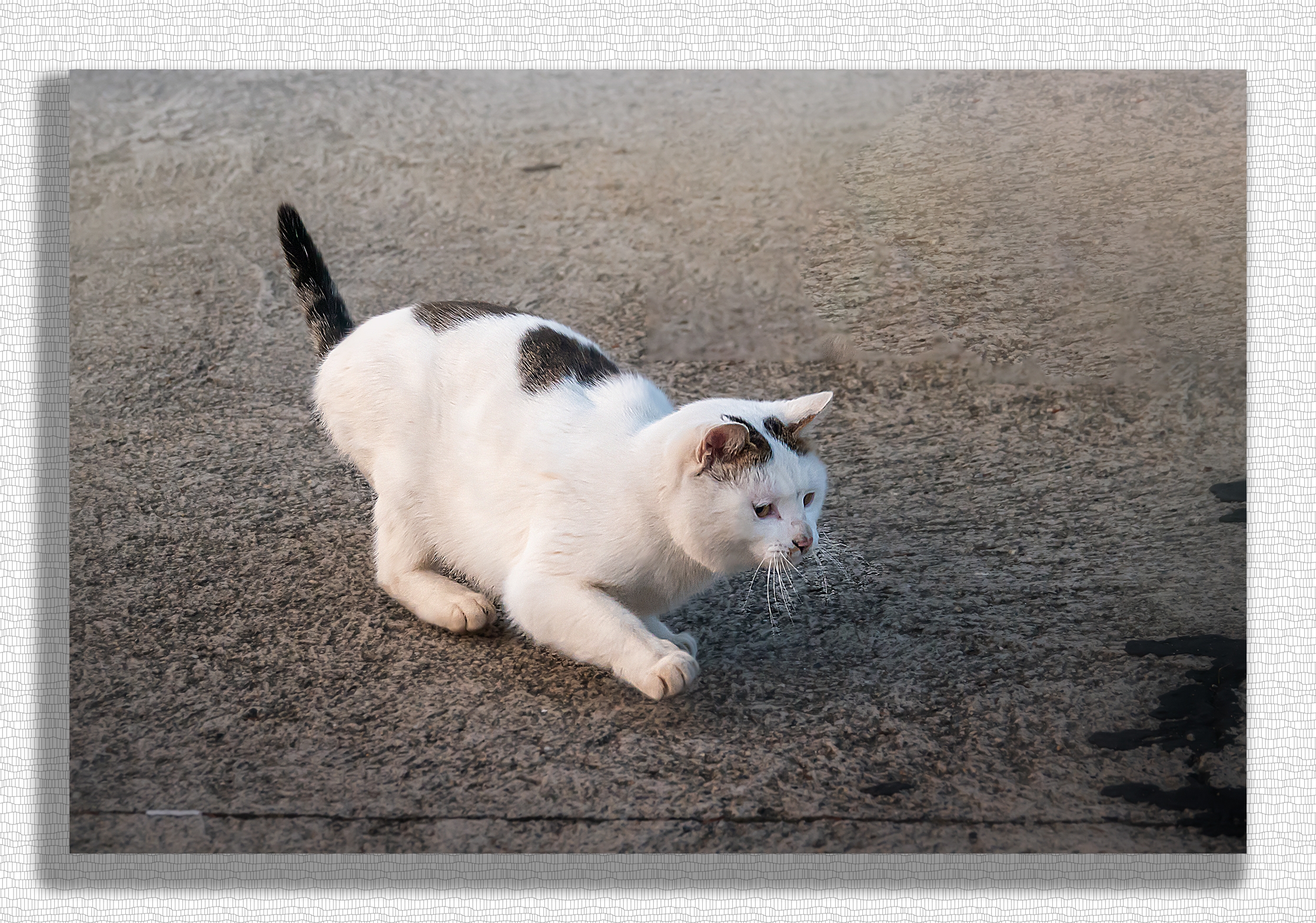 小猫开始在阳光下散起了步.东走走,西望望,一副悠闲自在的得意样子.