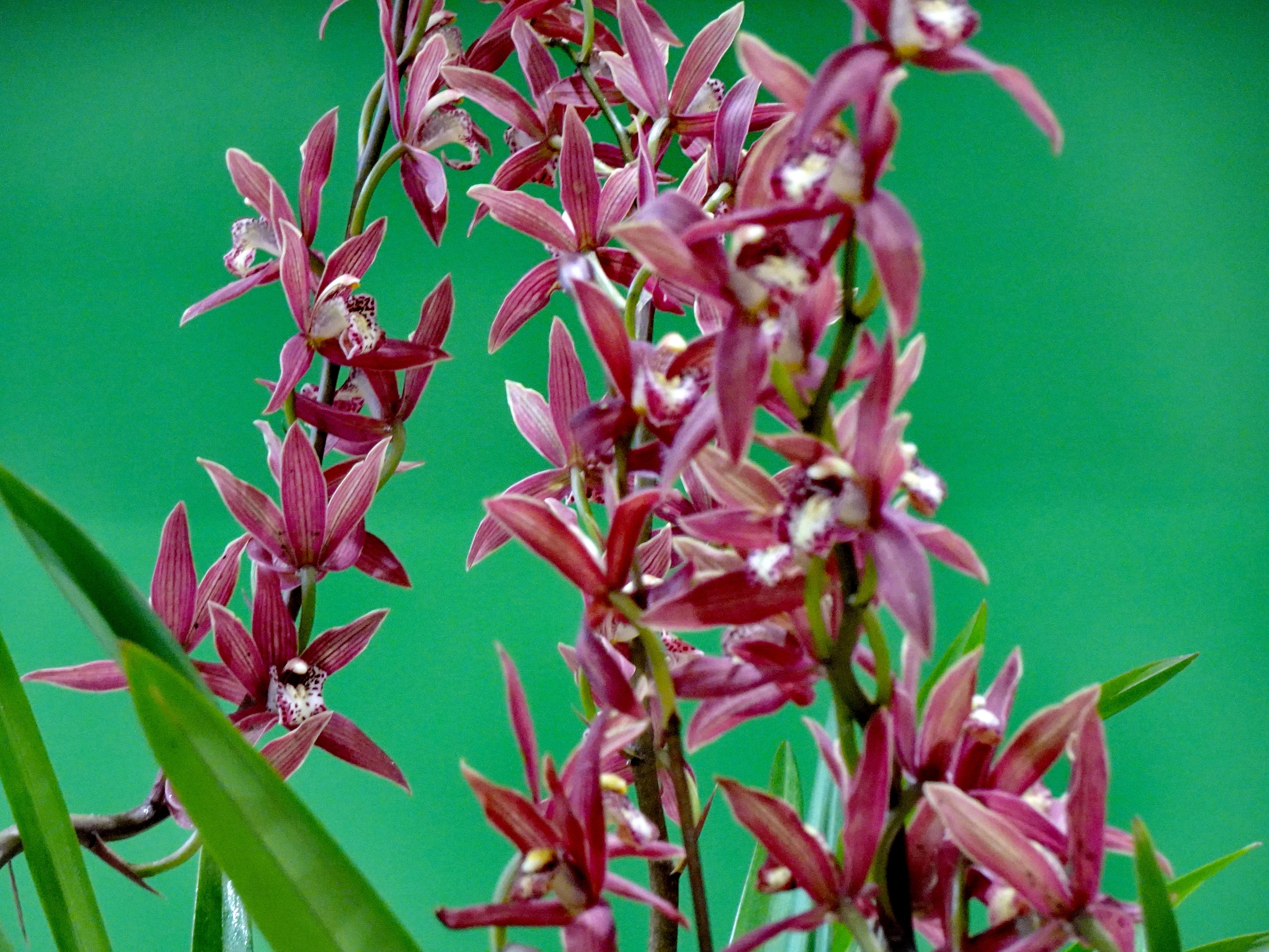 【首发】深谷幽兰