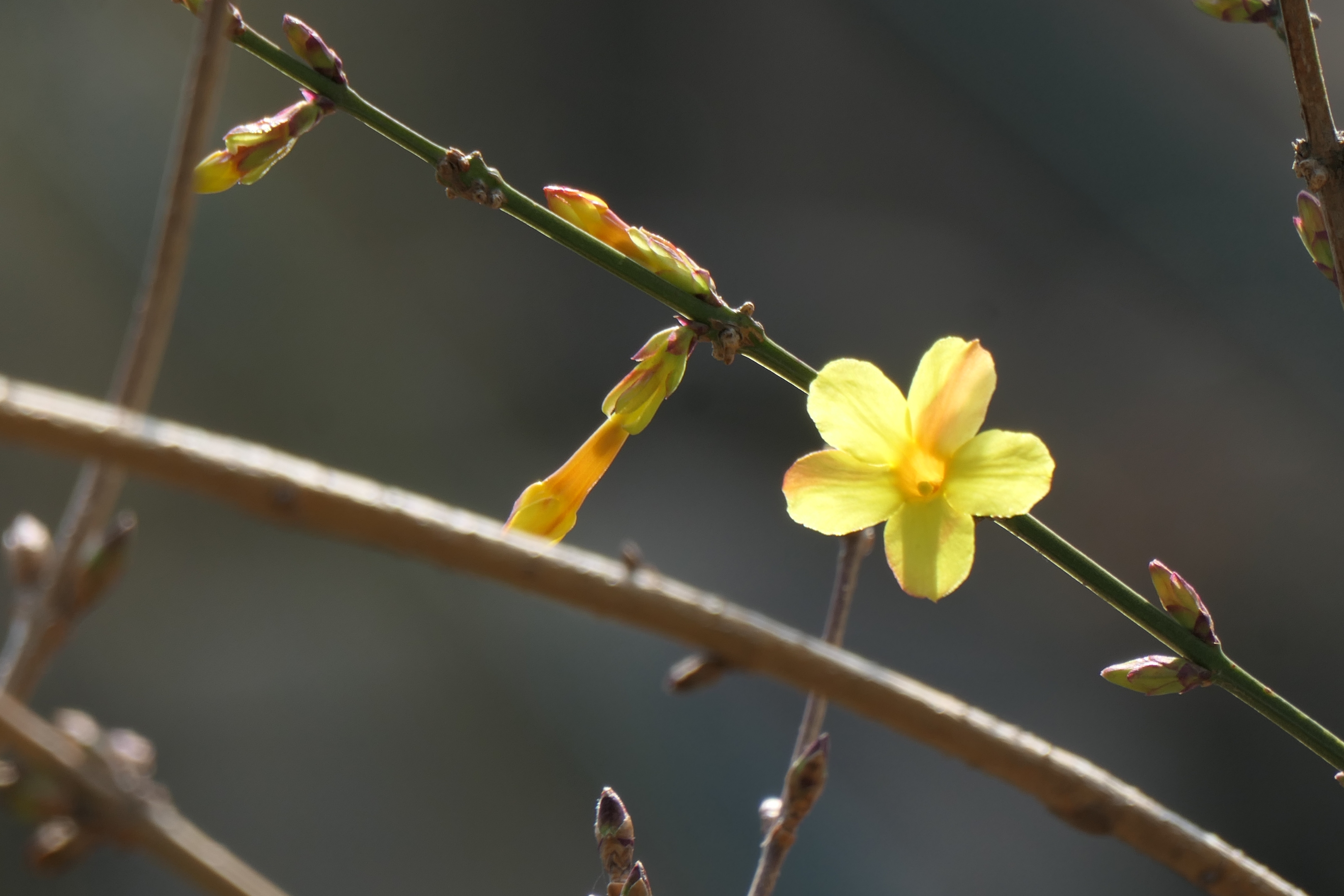春风拂柳迎春花开