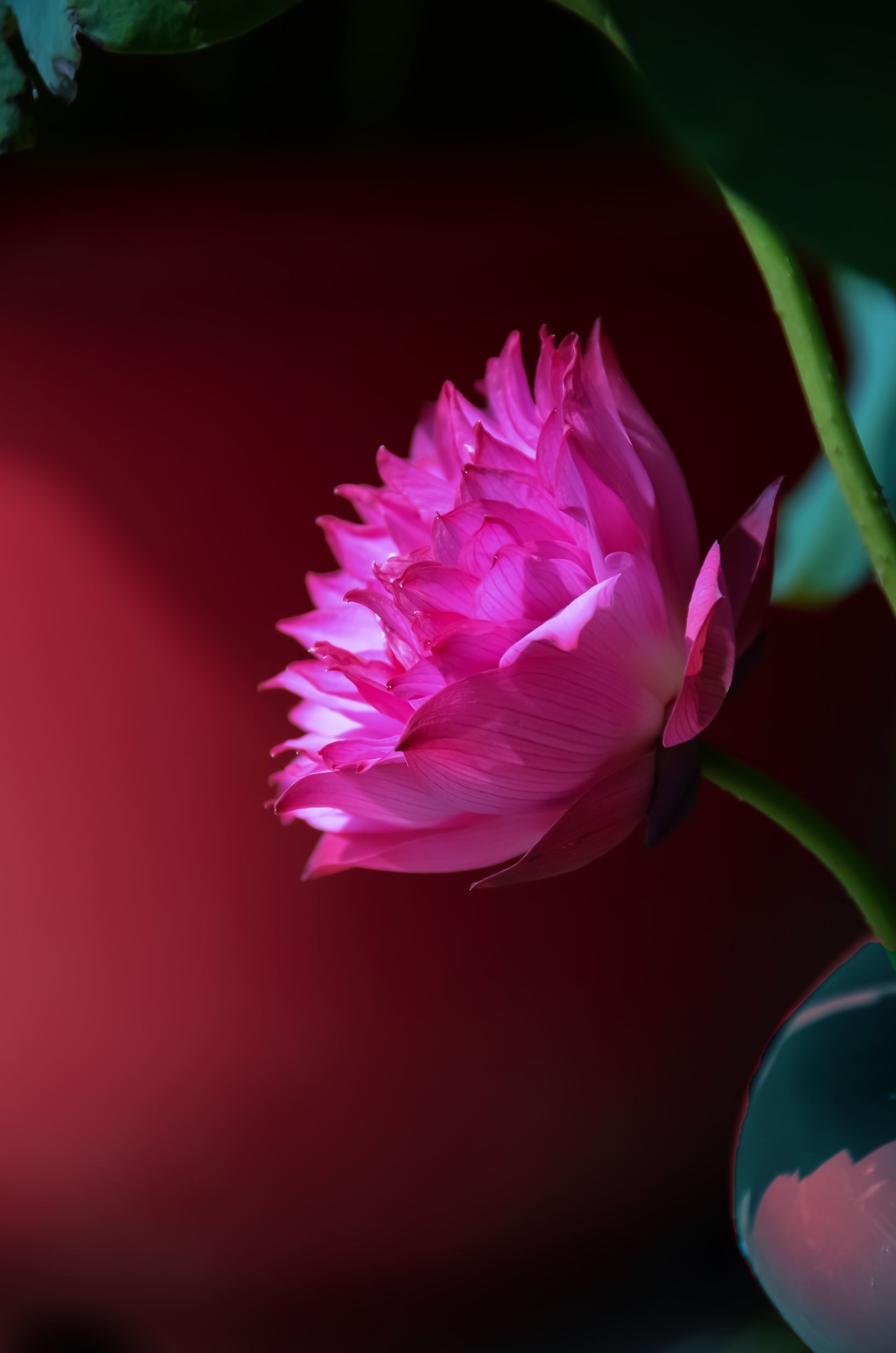 心中的莲花【首发】