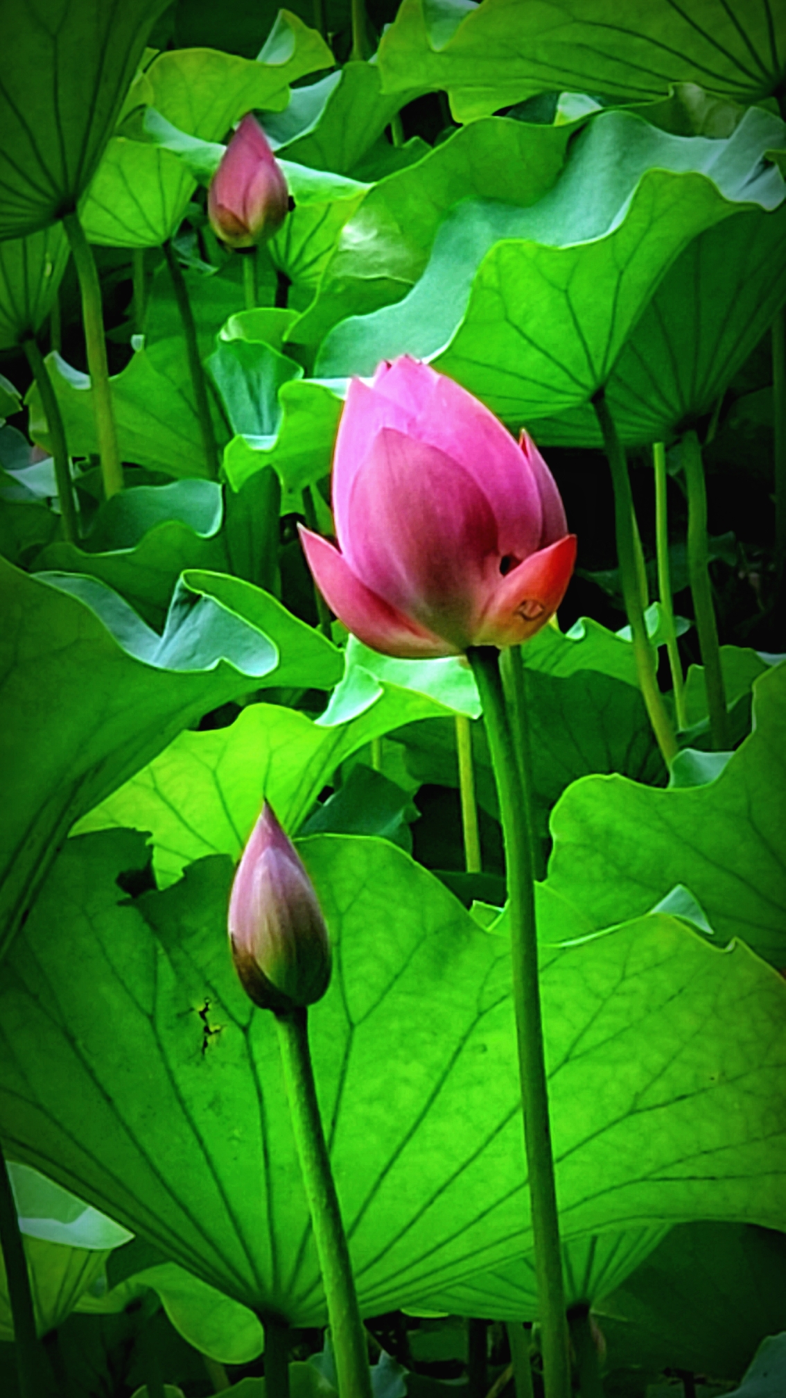 (原创首发) 池塘雨露滴红莲,粉色轻盈沁润翩