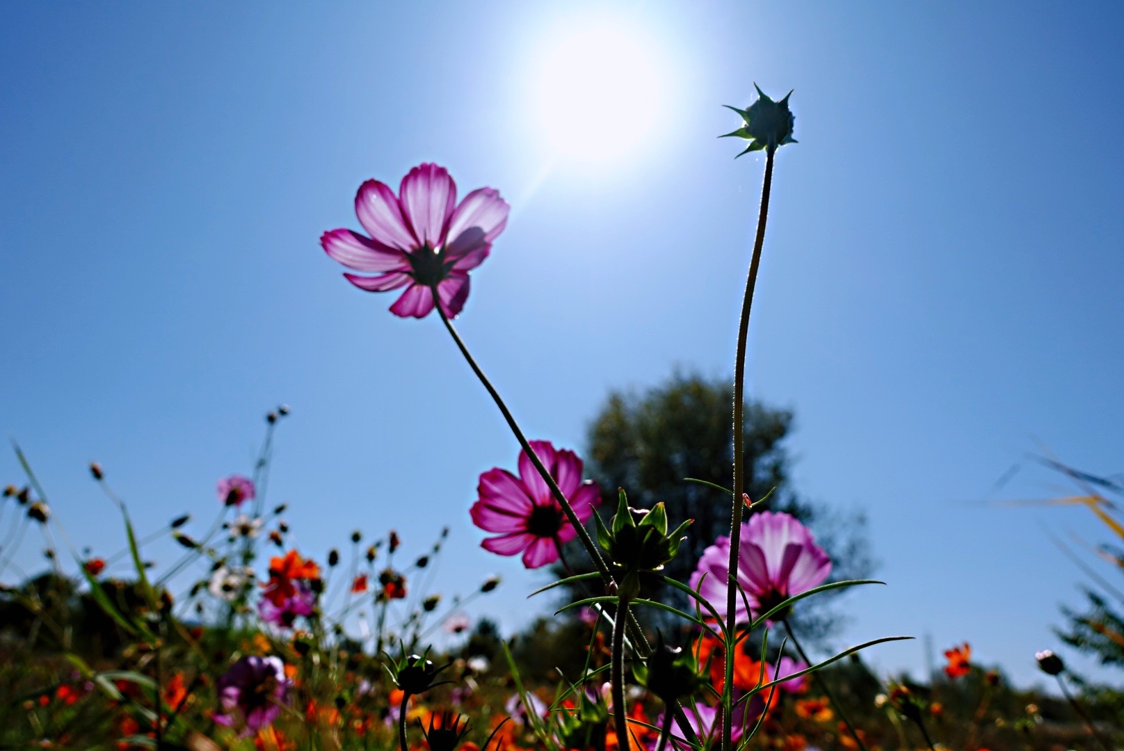 遇见秋英花(首发)
