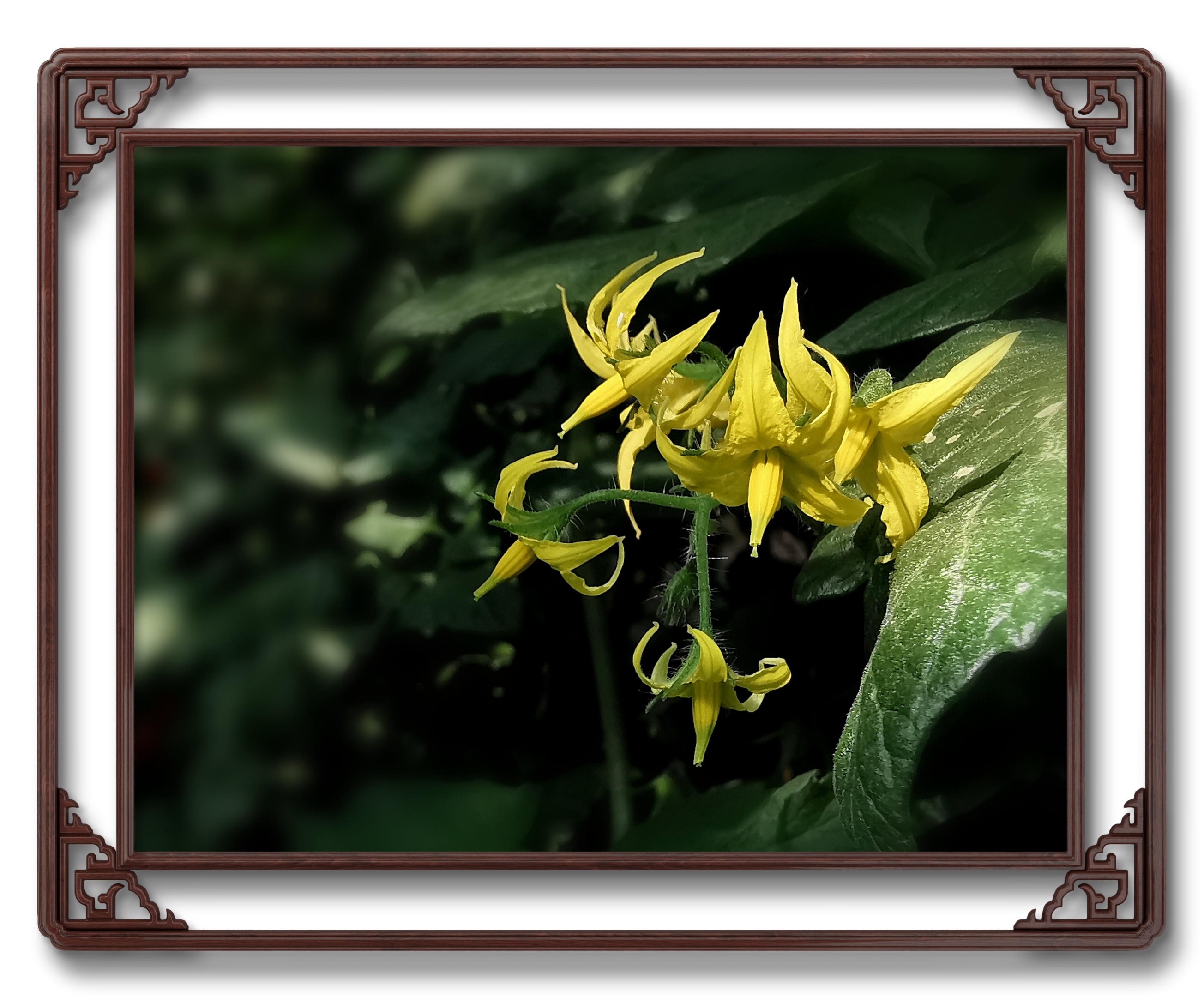 【首发】圣女果的花