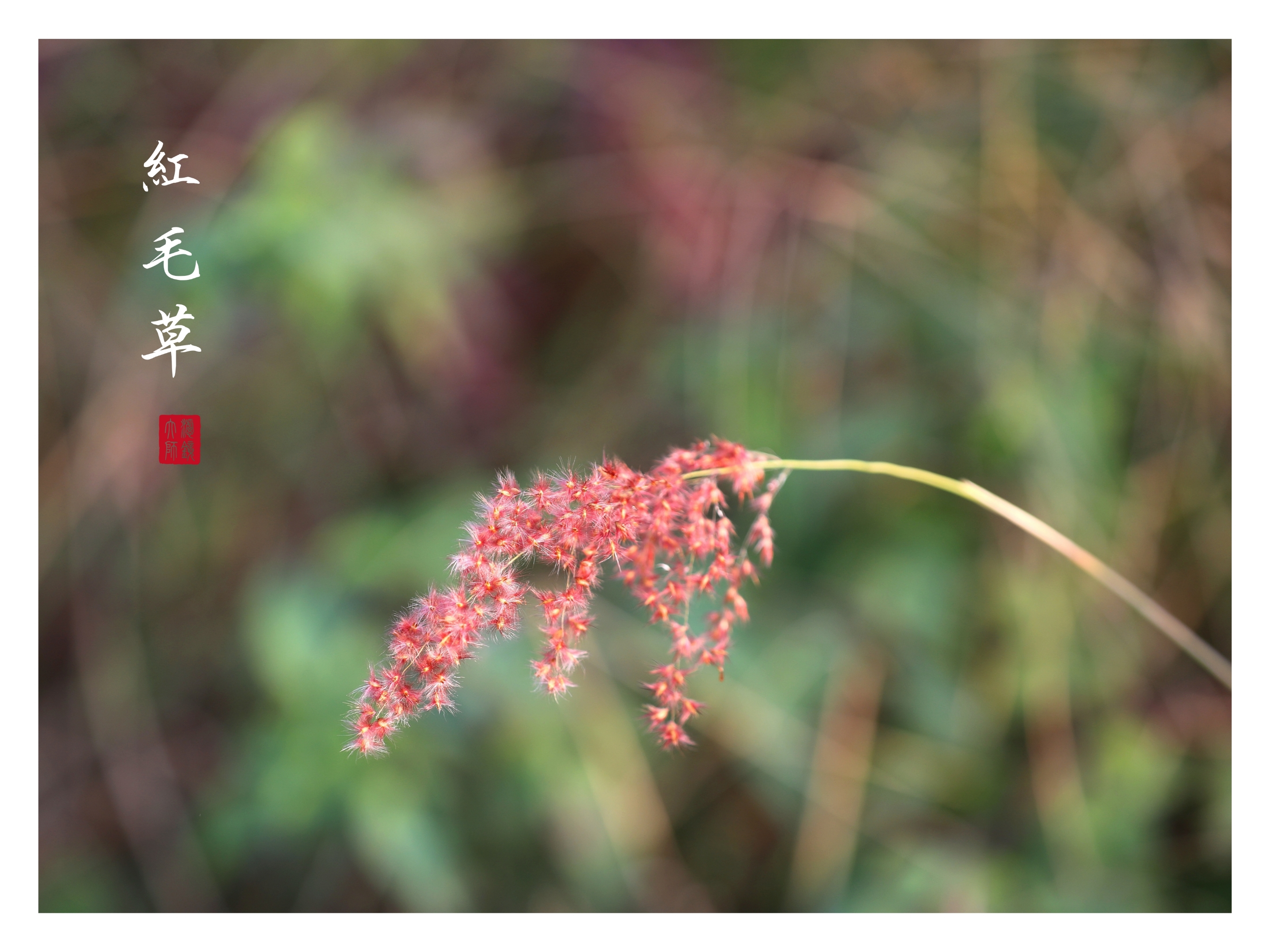 红毛草