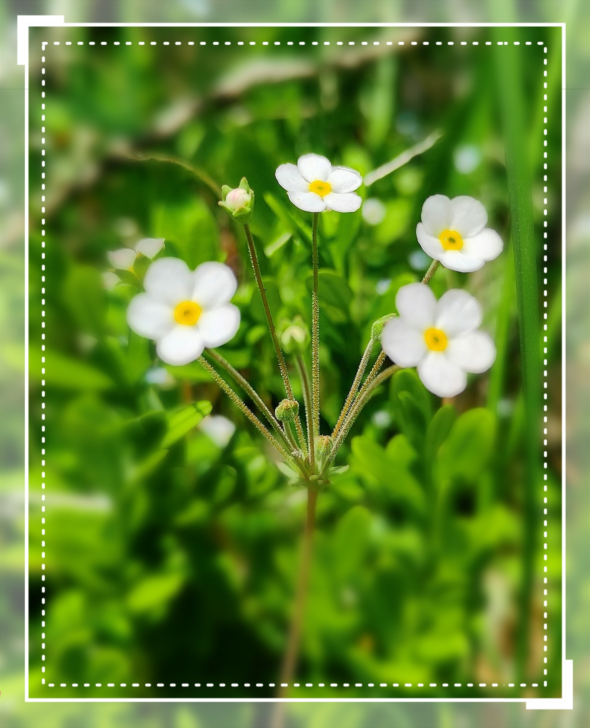 【首发】路边的笑花