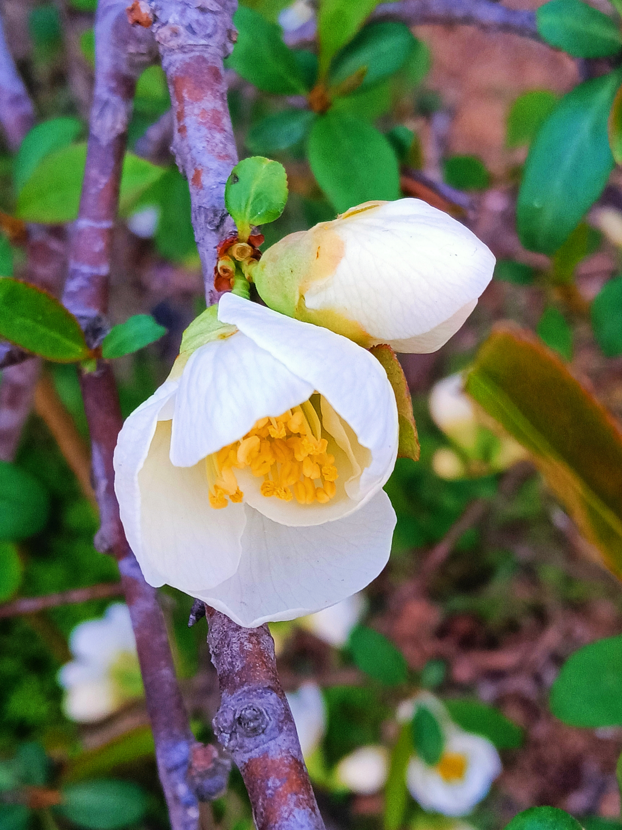 白色贴梗海棠【首发】