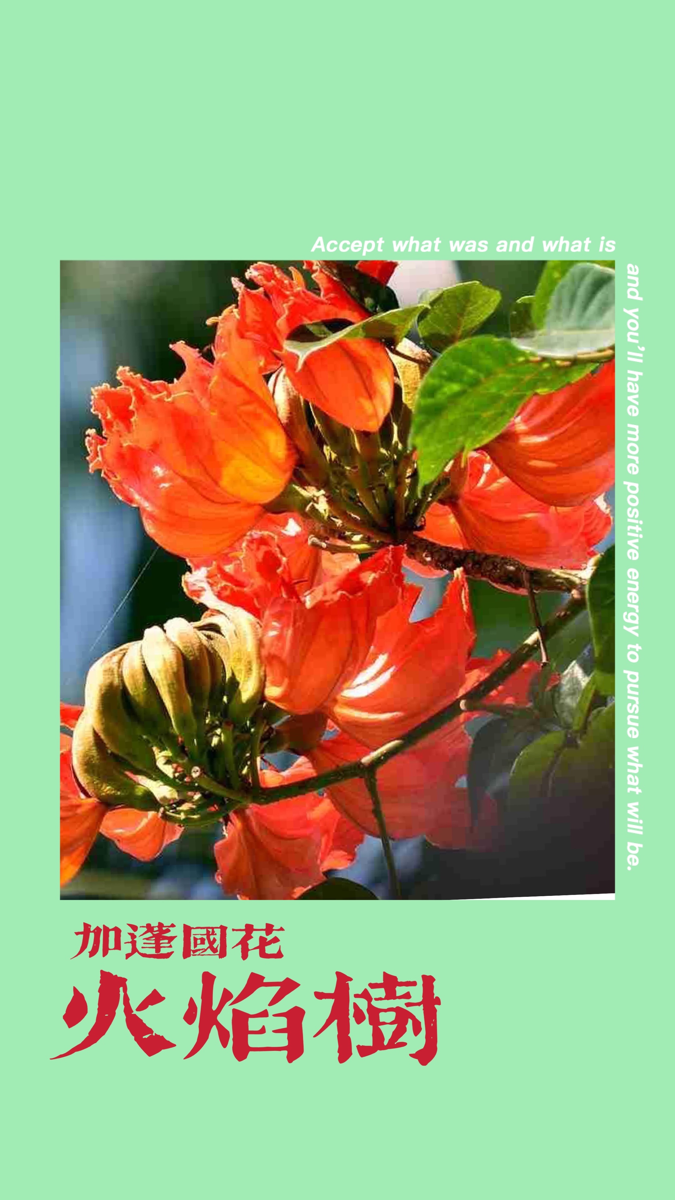 《首发》各国国花缤纷多彩