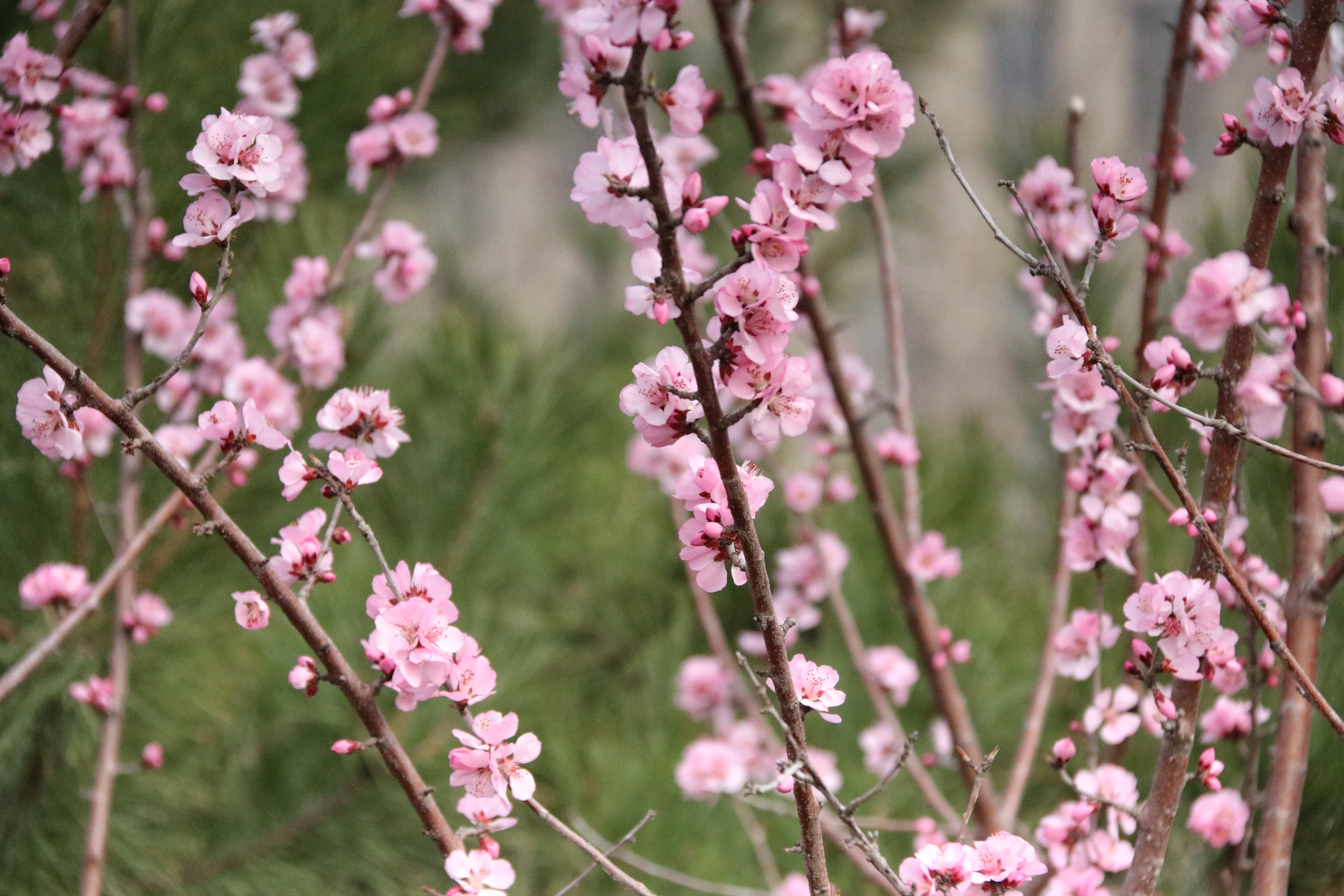 山桃花