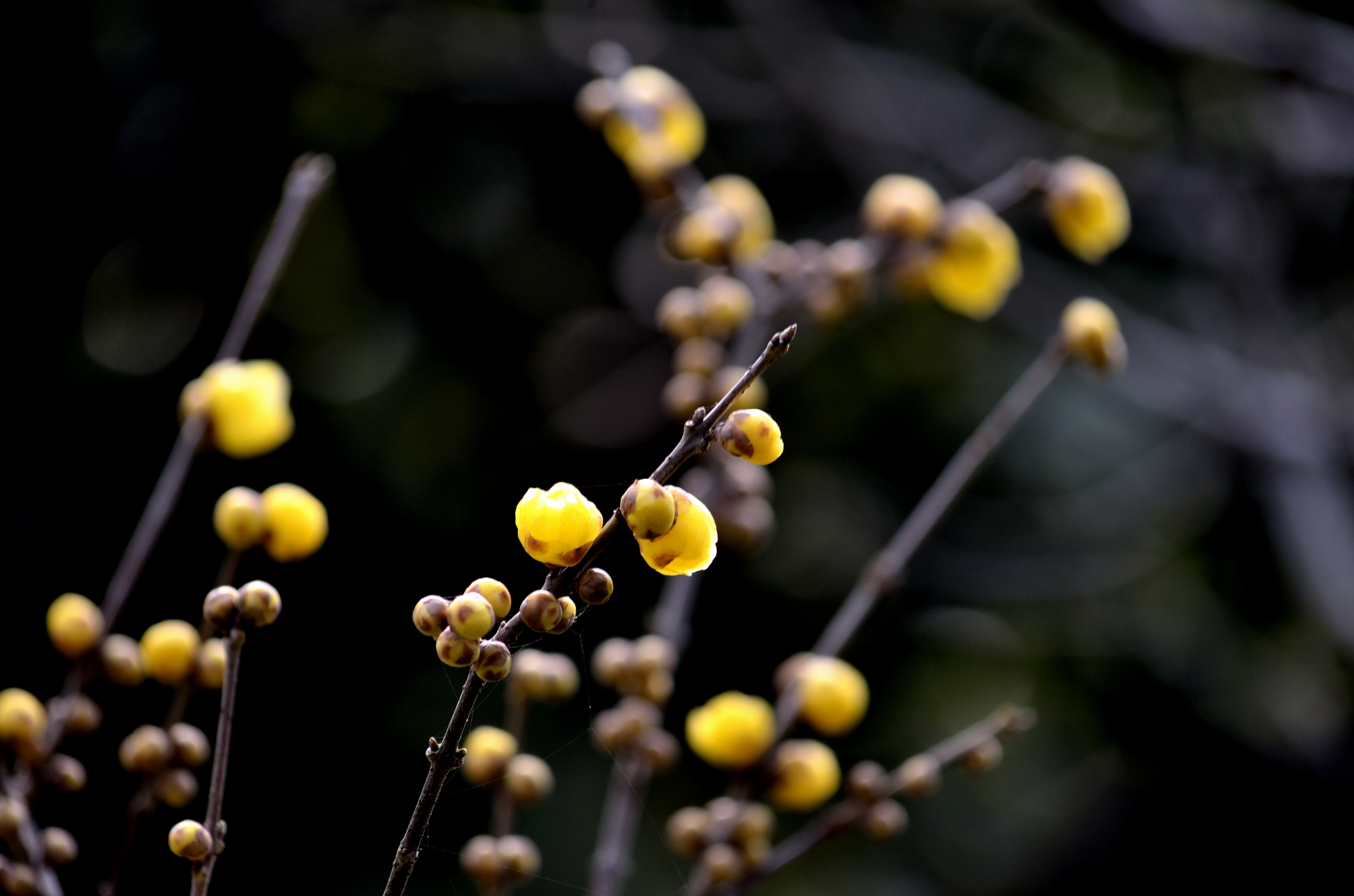 含苞待放的腊梅(首发)