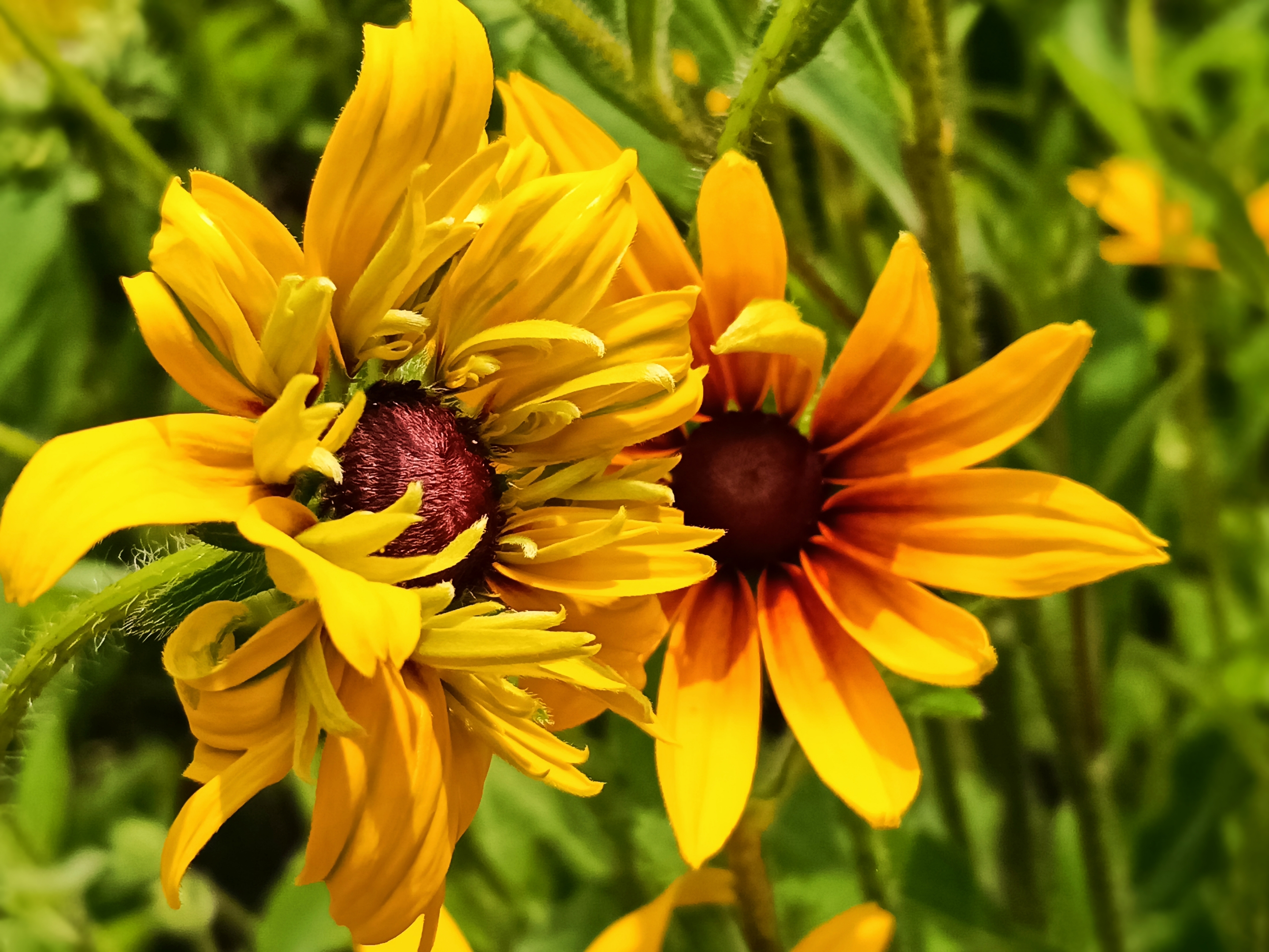 重瓣黑心金光菊【首发】