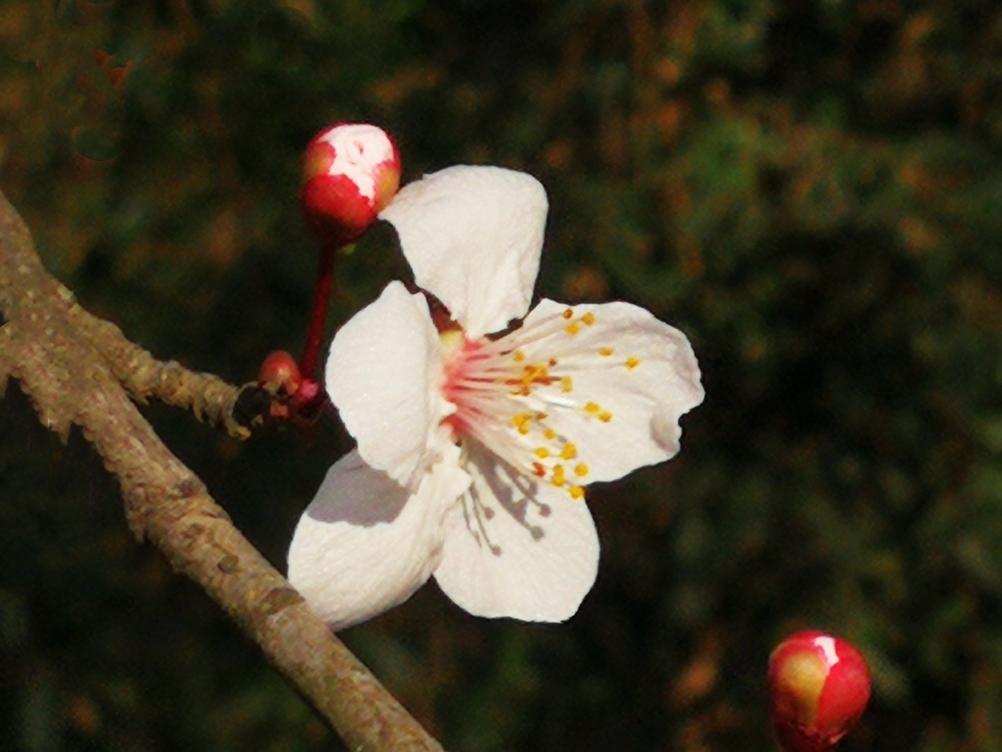 紫葉李,別名:紅葉李,薔薇科李屬落葉小喬木.