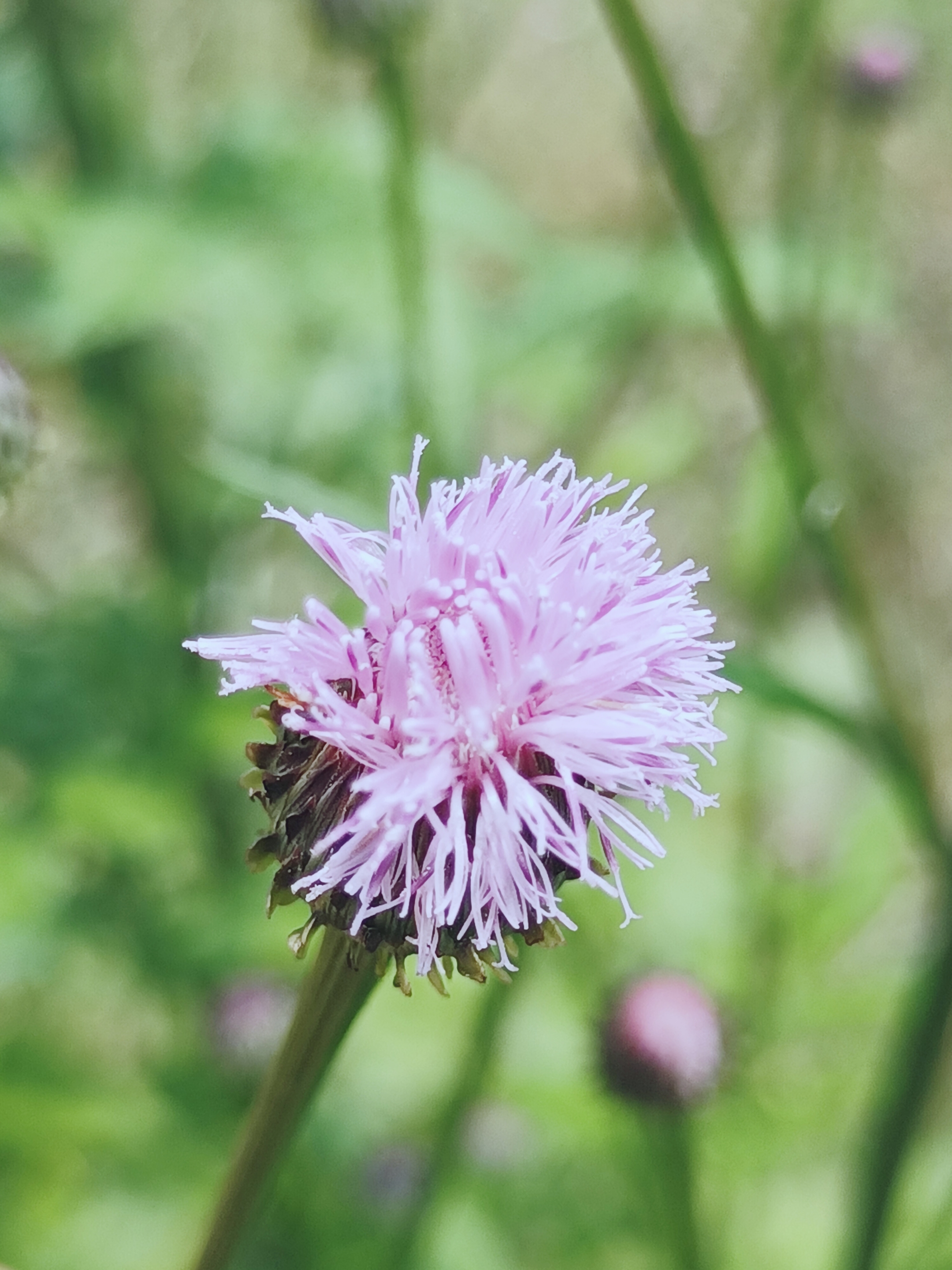 【首发】泥胡菜