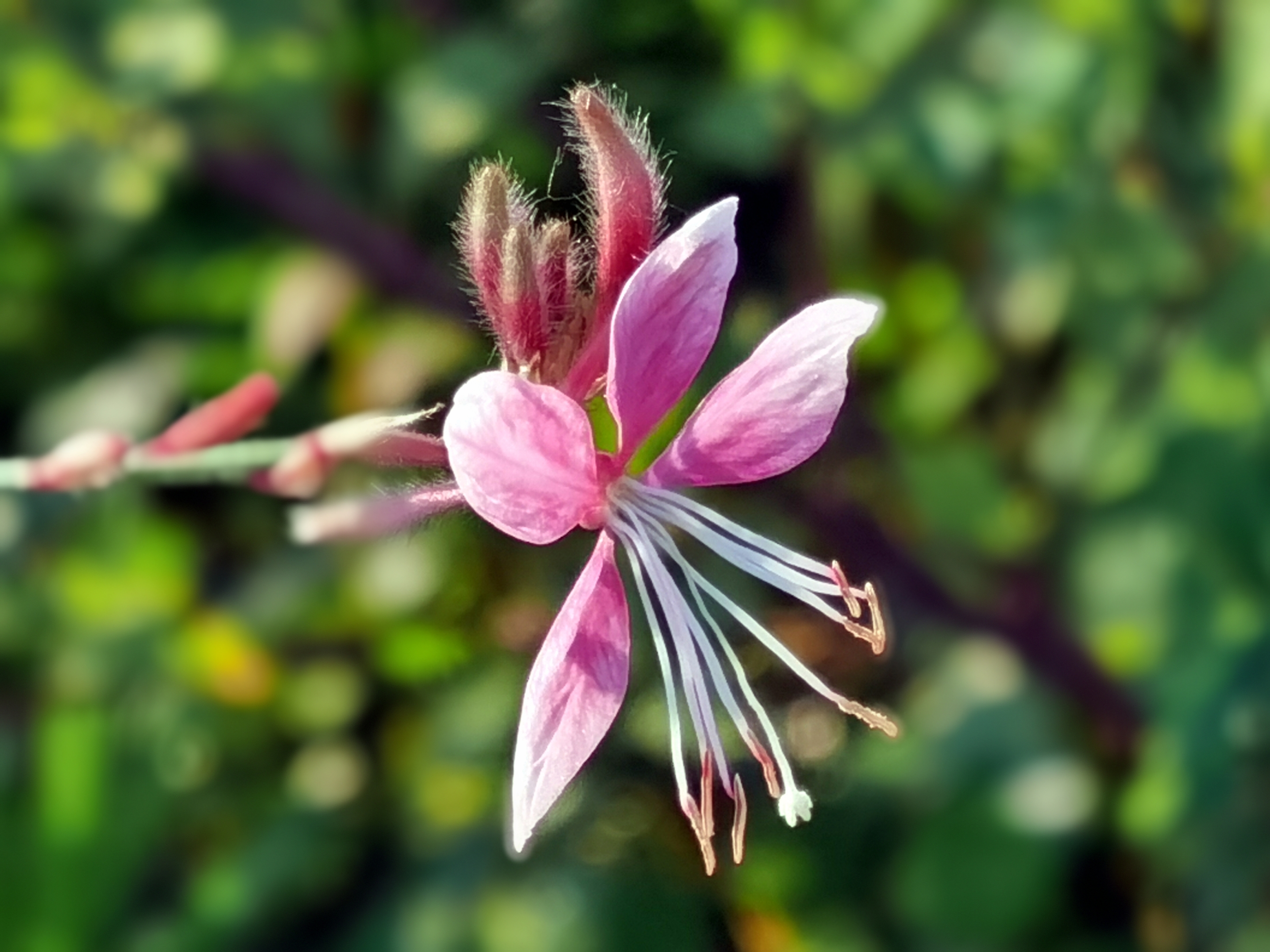 微拍千鸟花【首发】