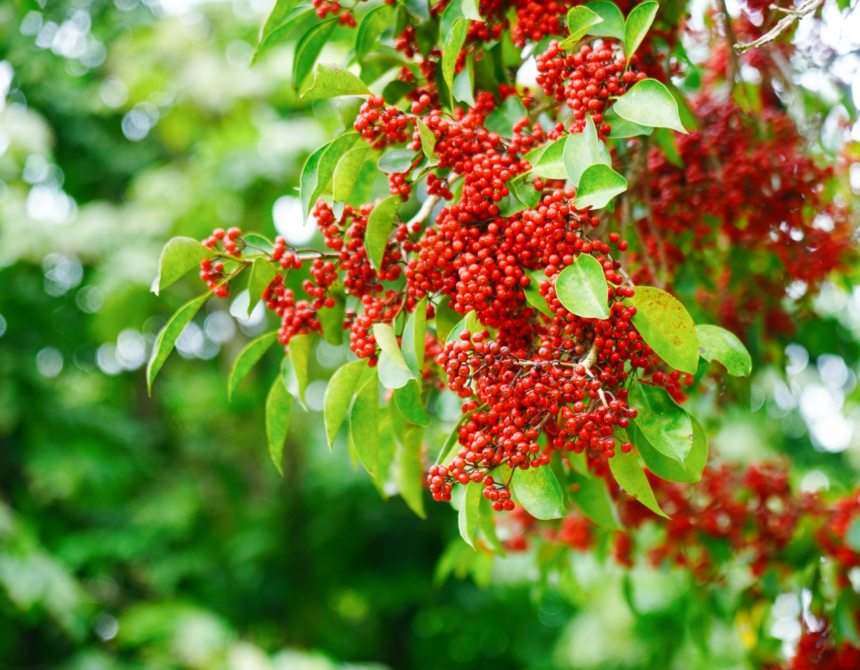 (首發vⅤ)紅了櫻桃,綠了芭蕉,一樹紅果冬日俏