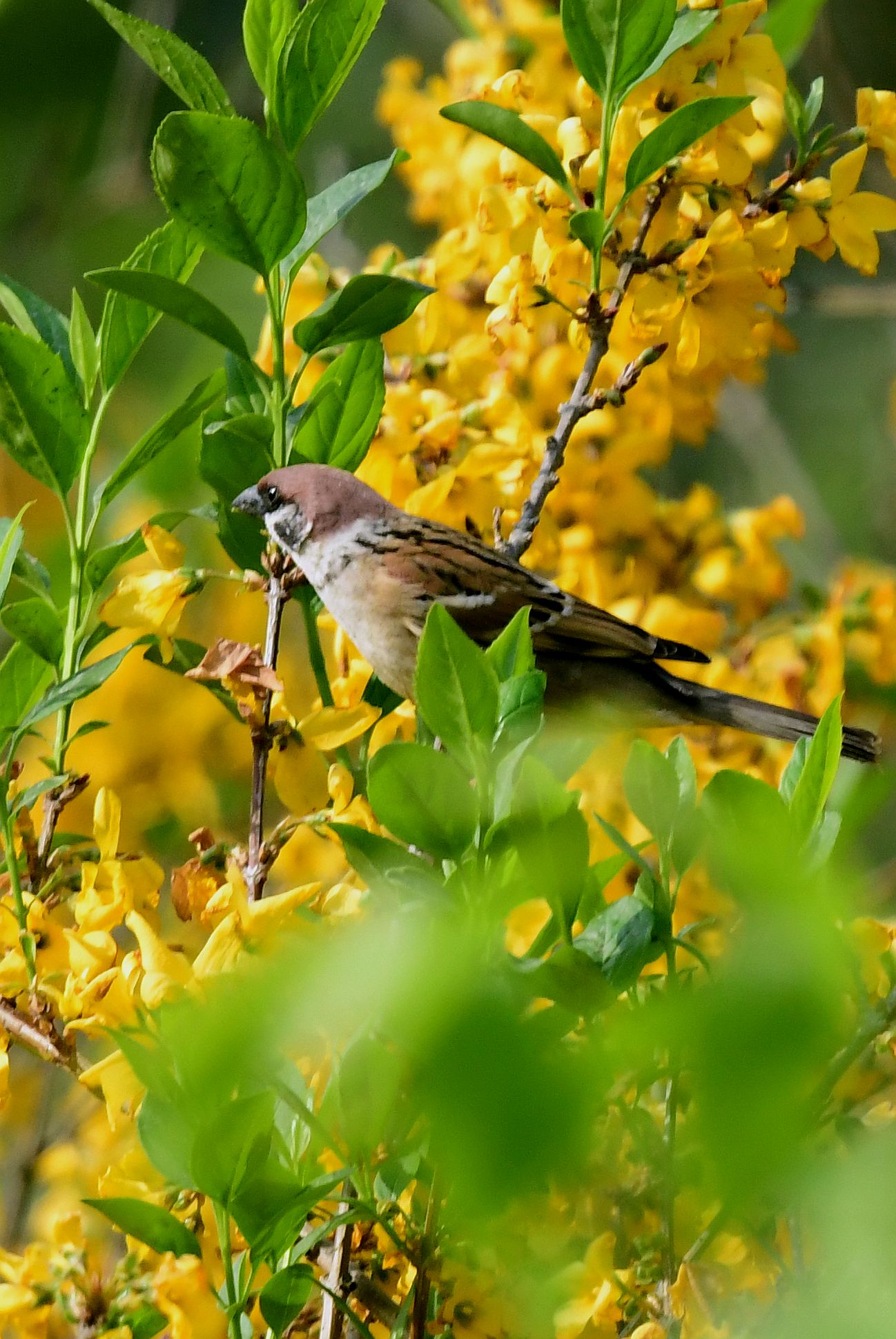 常見的鳥一一麻雀【首發】