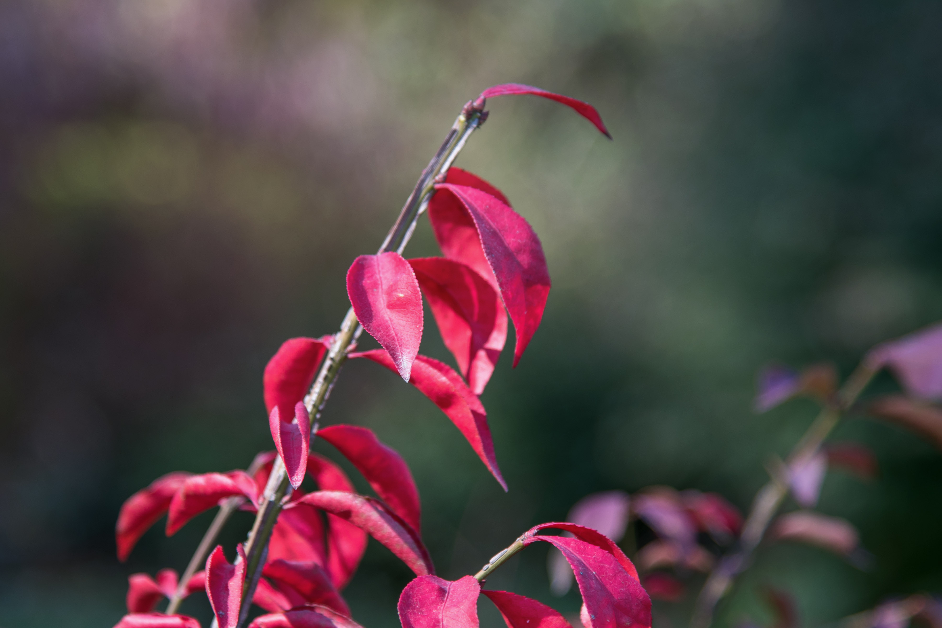 (首发)火焰卫矛