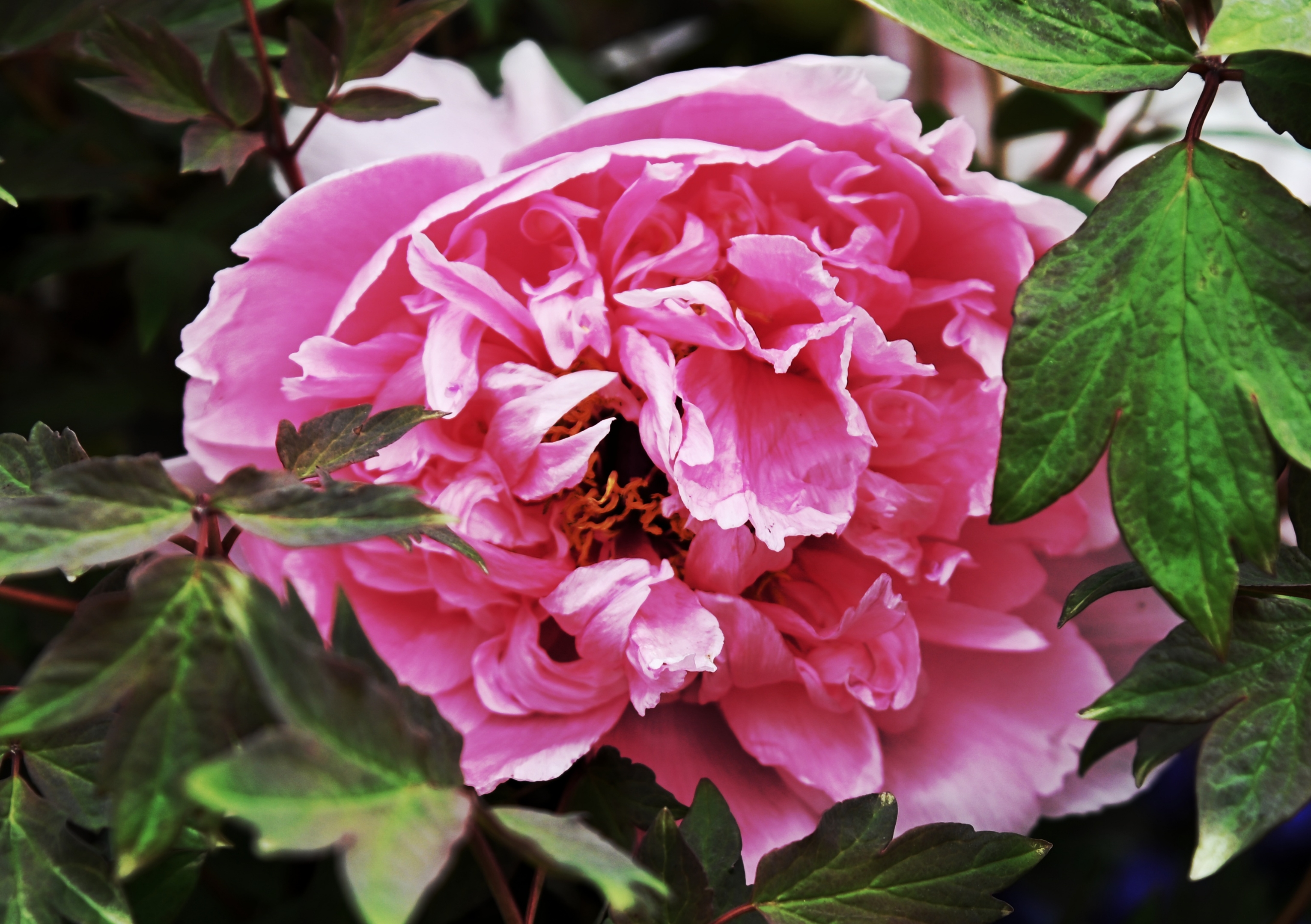 迎日红牡丹花【首发】