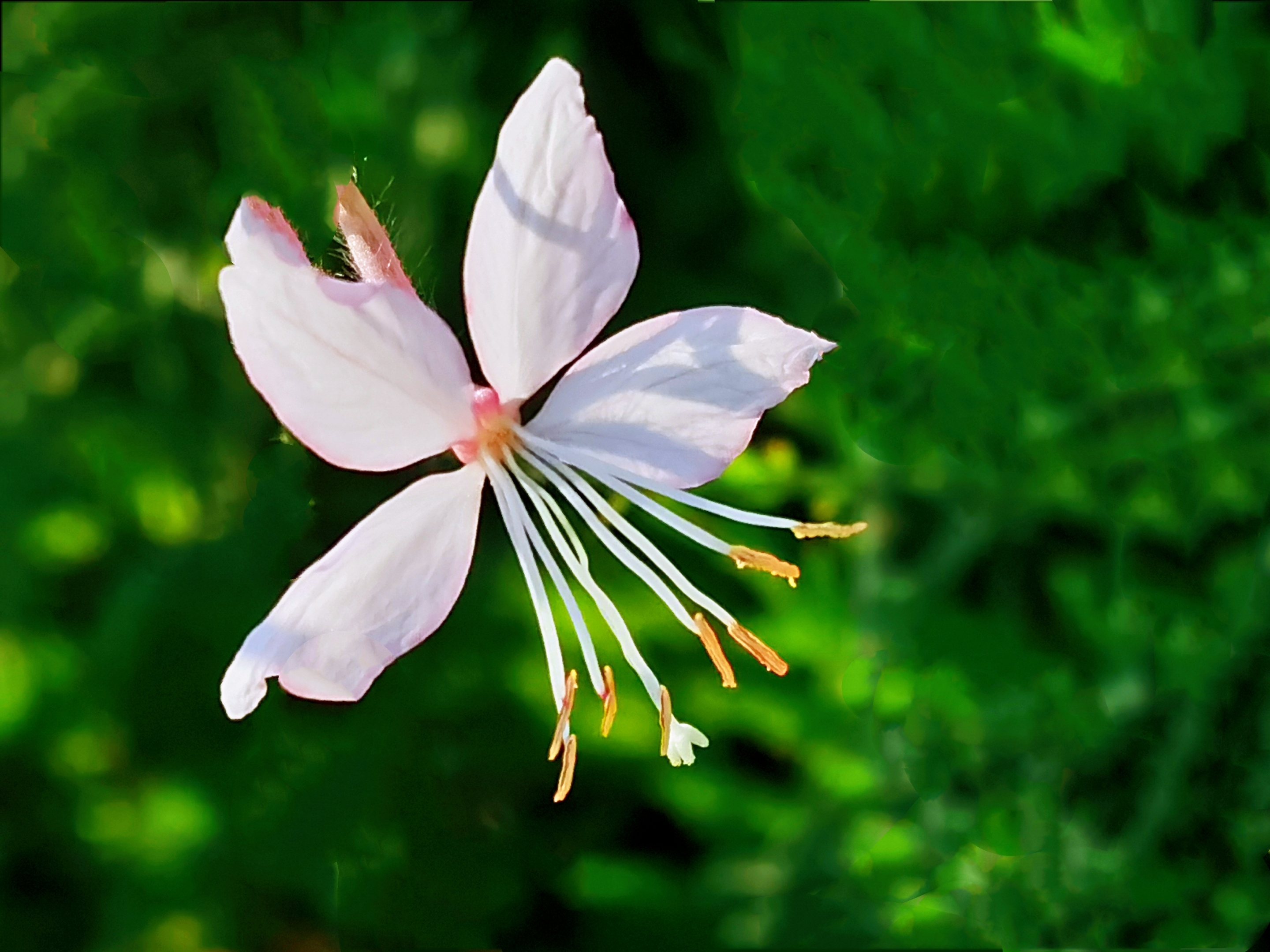 微拍千鸟花【首发】