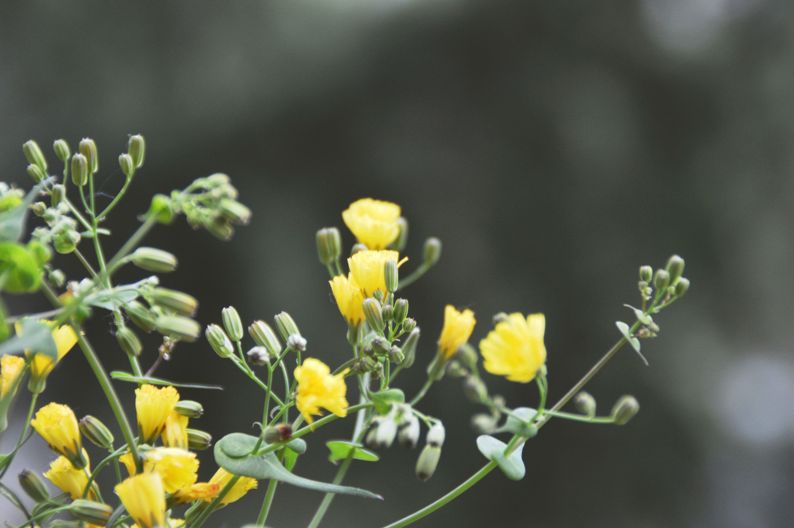 一簇黄花惹人怜『原创首发』