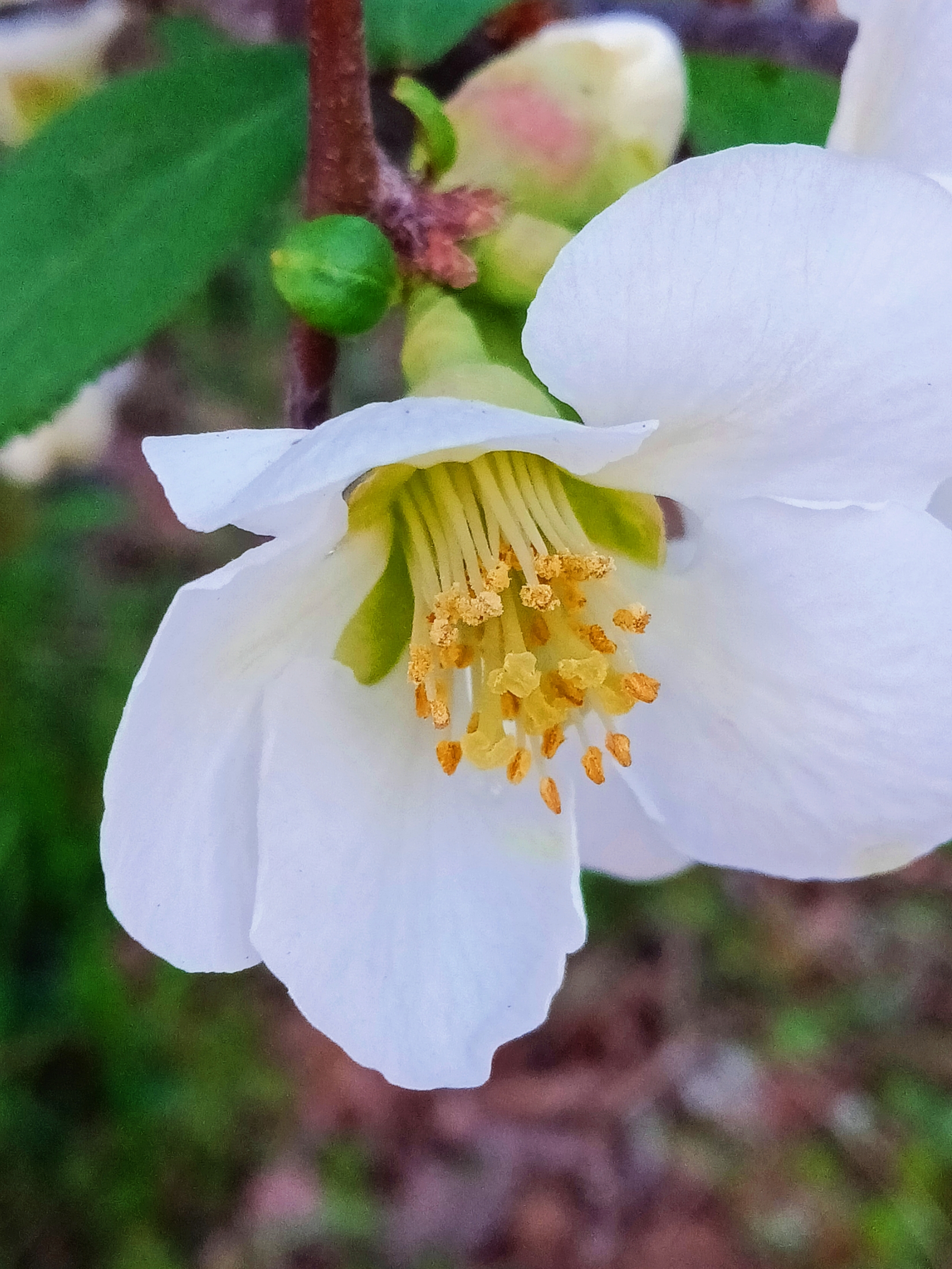 白色贴梗海棠【首发】