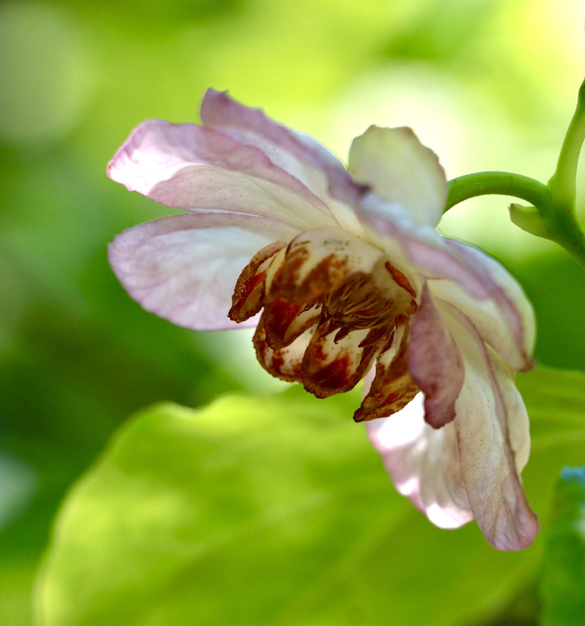 【首发】夏腊梅