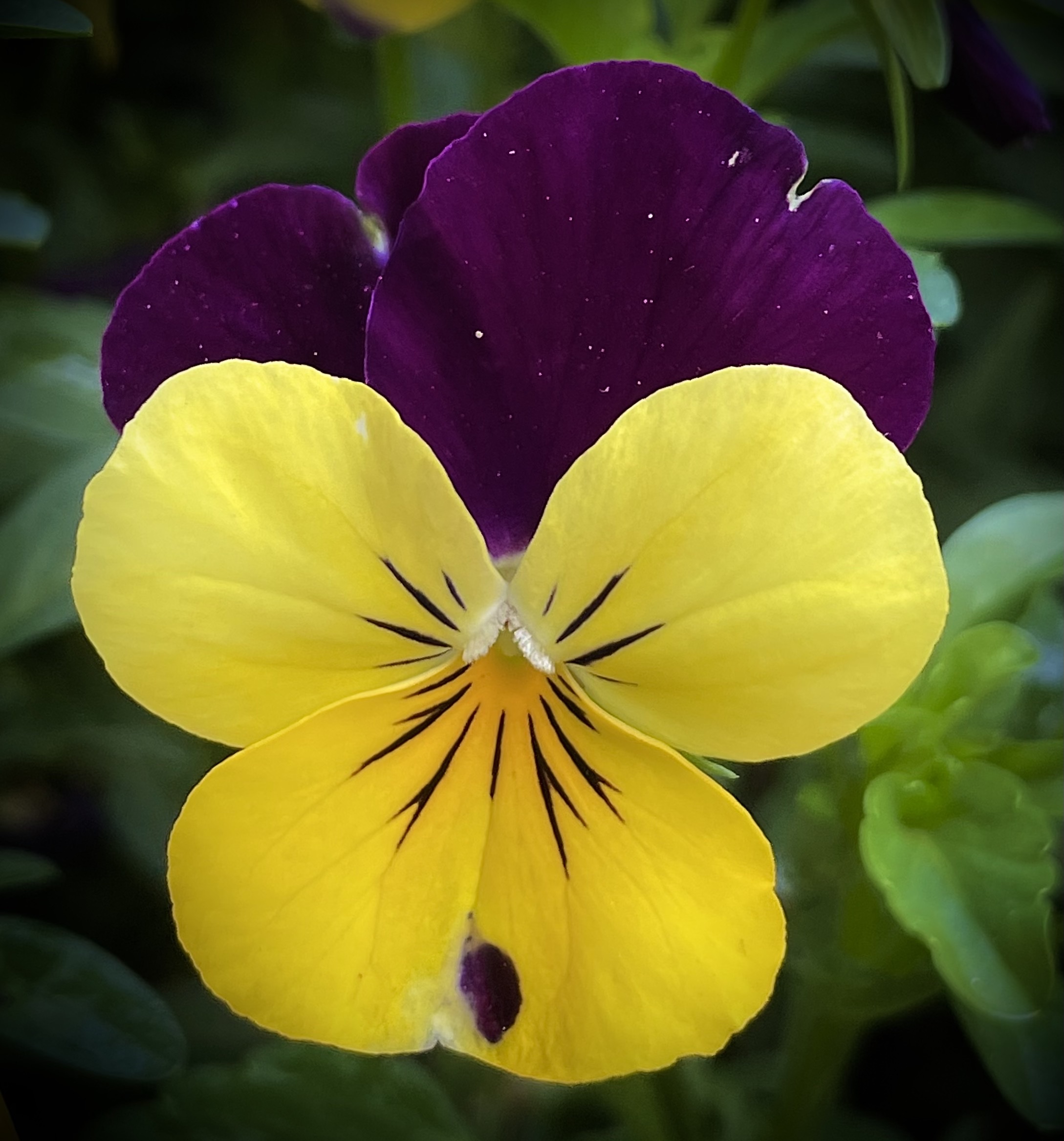 【首发】堇堇菜,猴儿脸