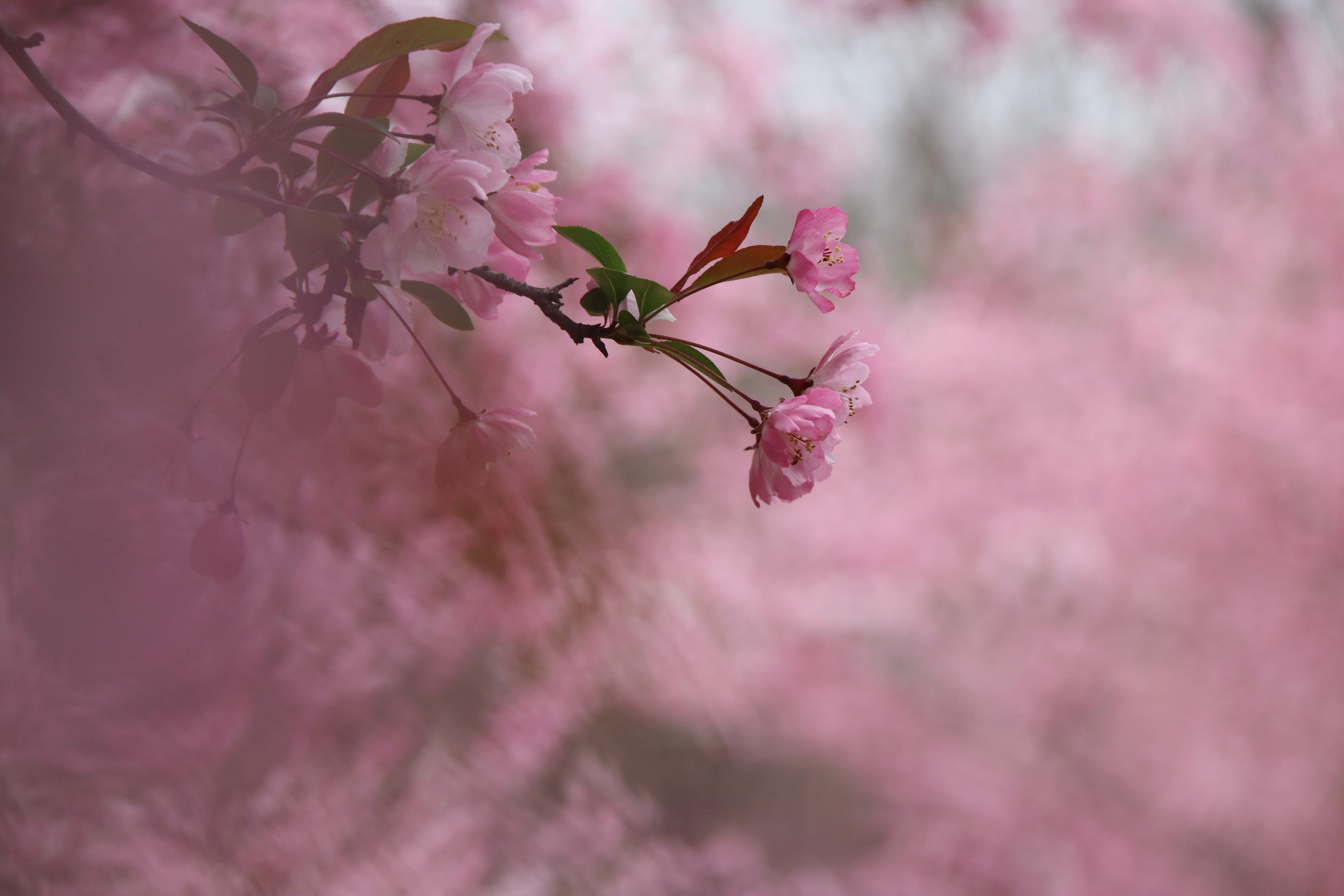 电脑高清壁纸全屏落花图片