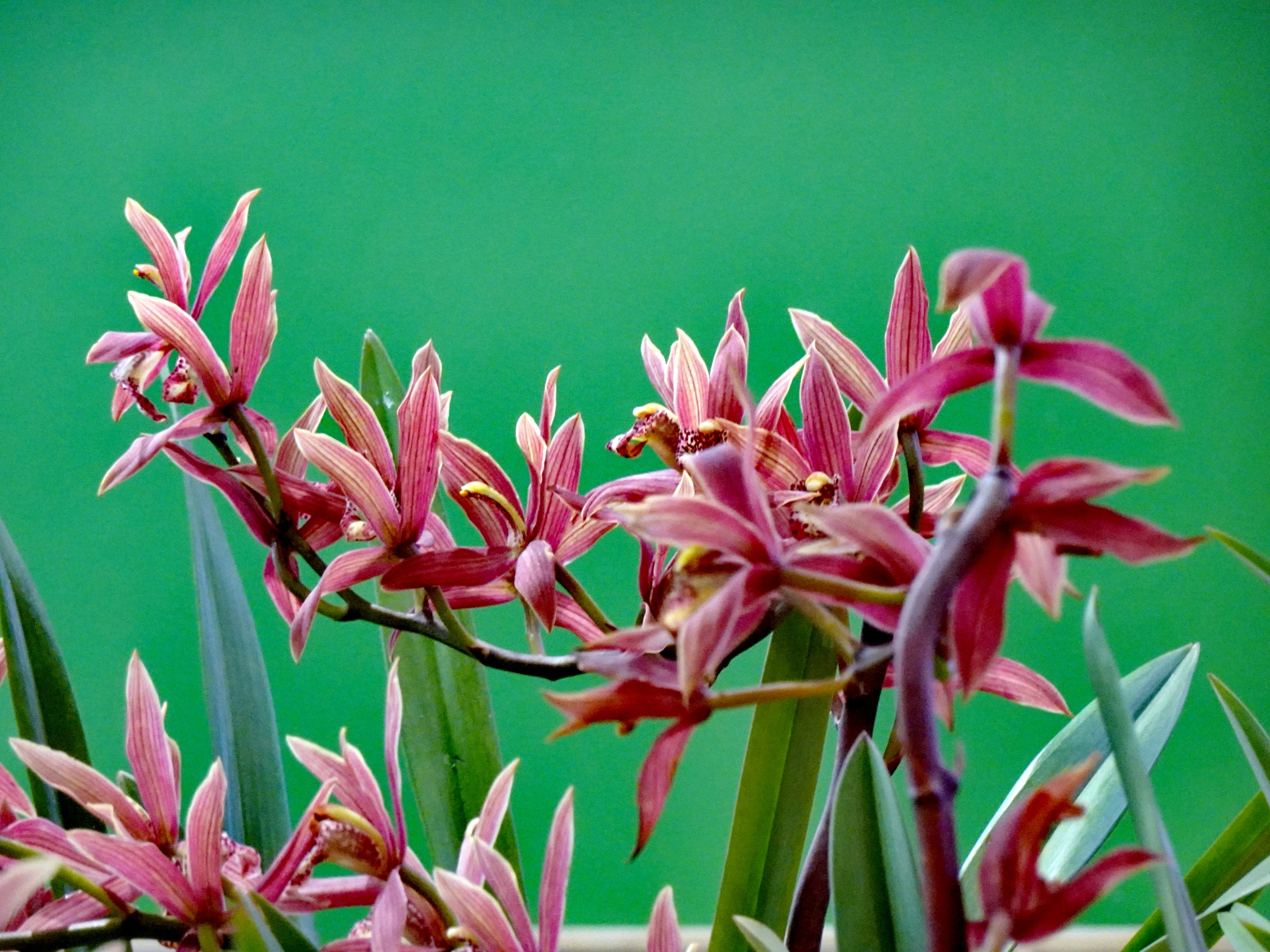 【首发】深谷幽兰