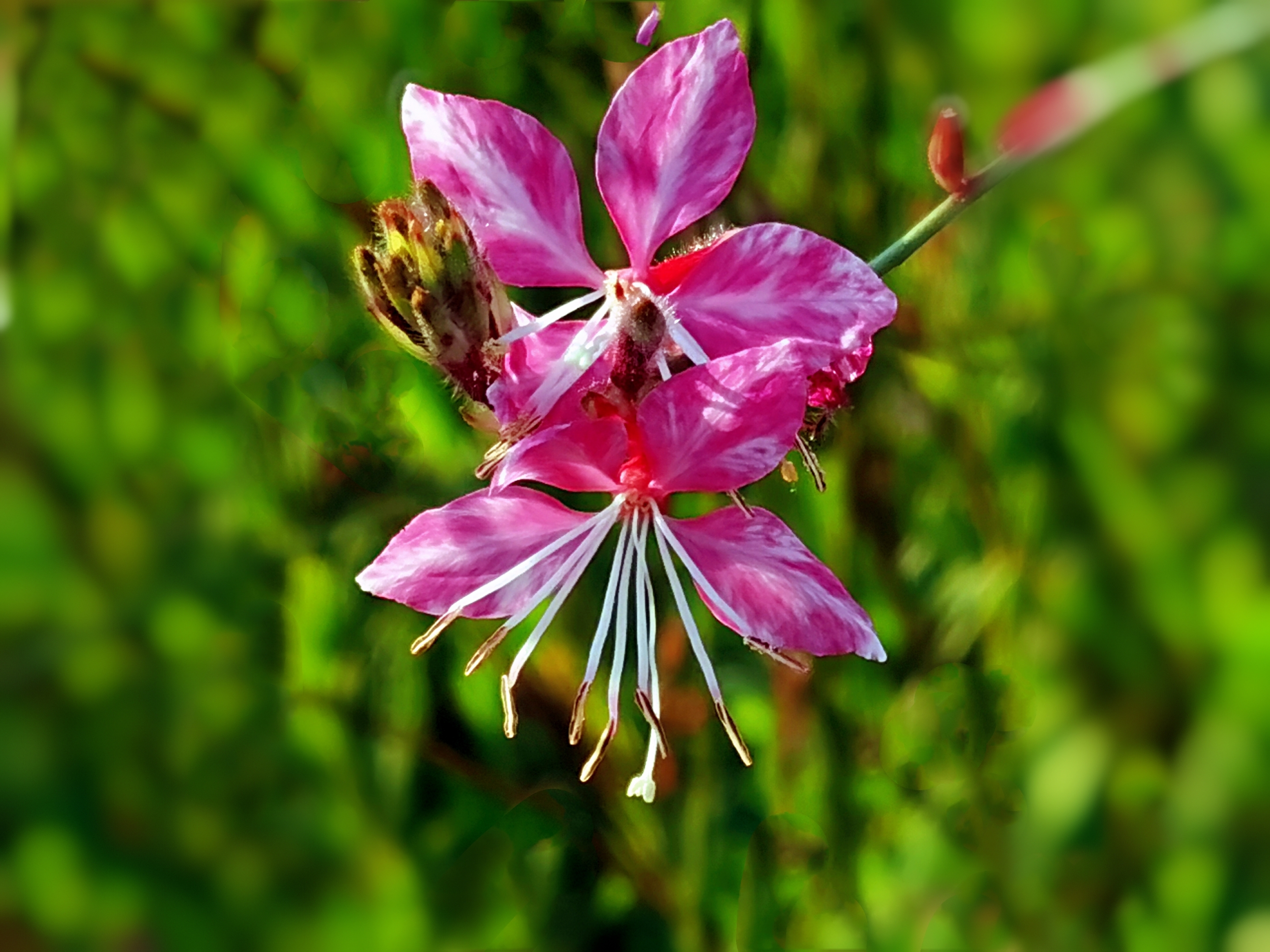千鸟花【首发】