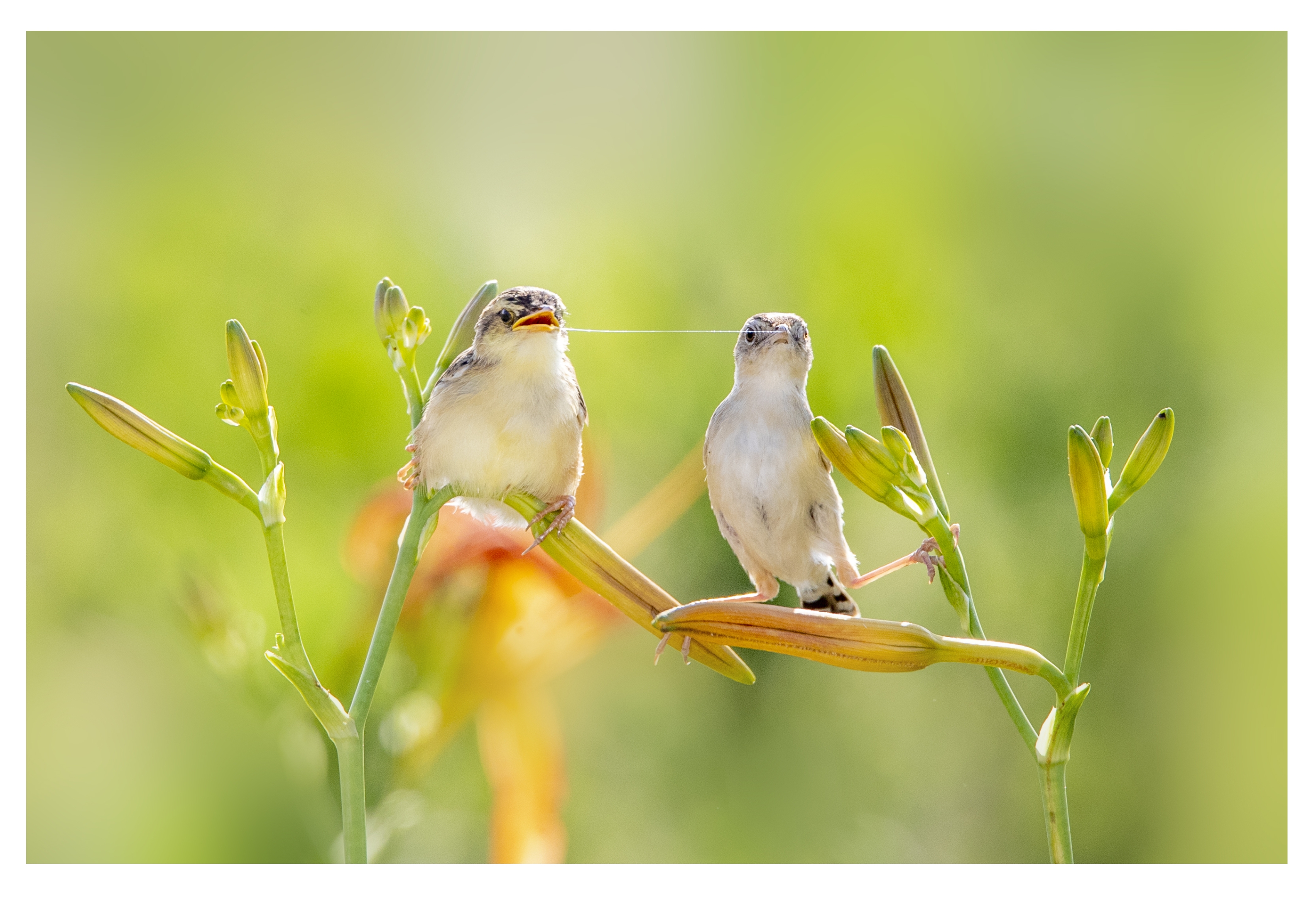 我是一只小小鸟一一棕扇尾莺育雏