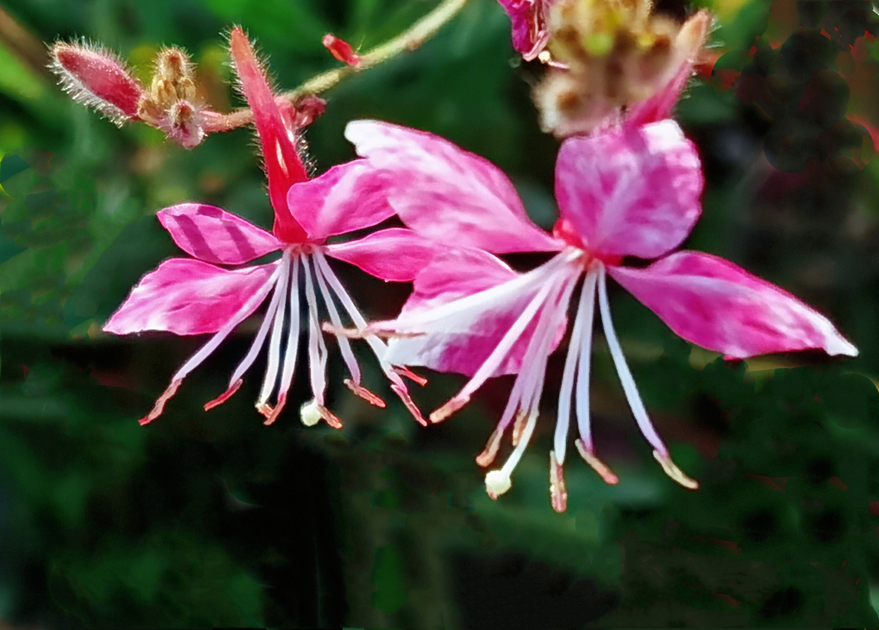 微拍千鸟花【首发】