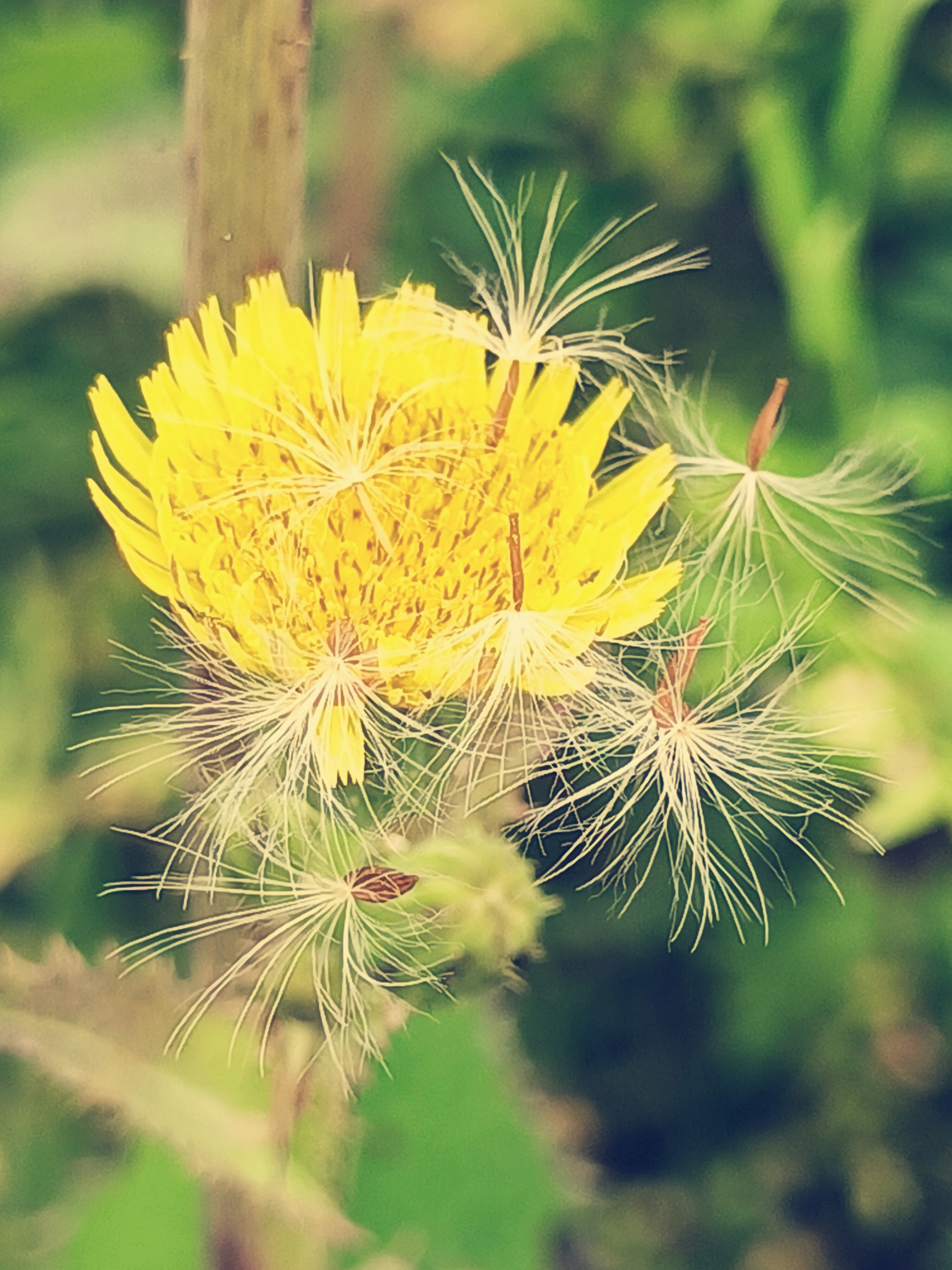【摄影首发】微距下的苣荬菜