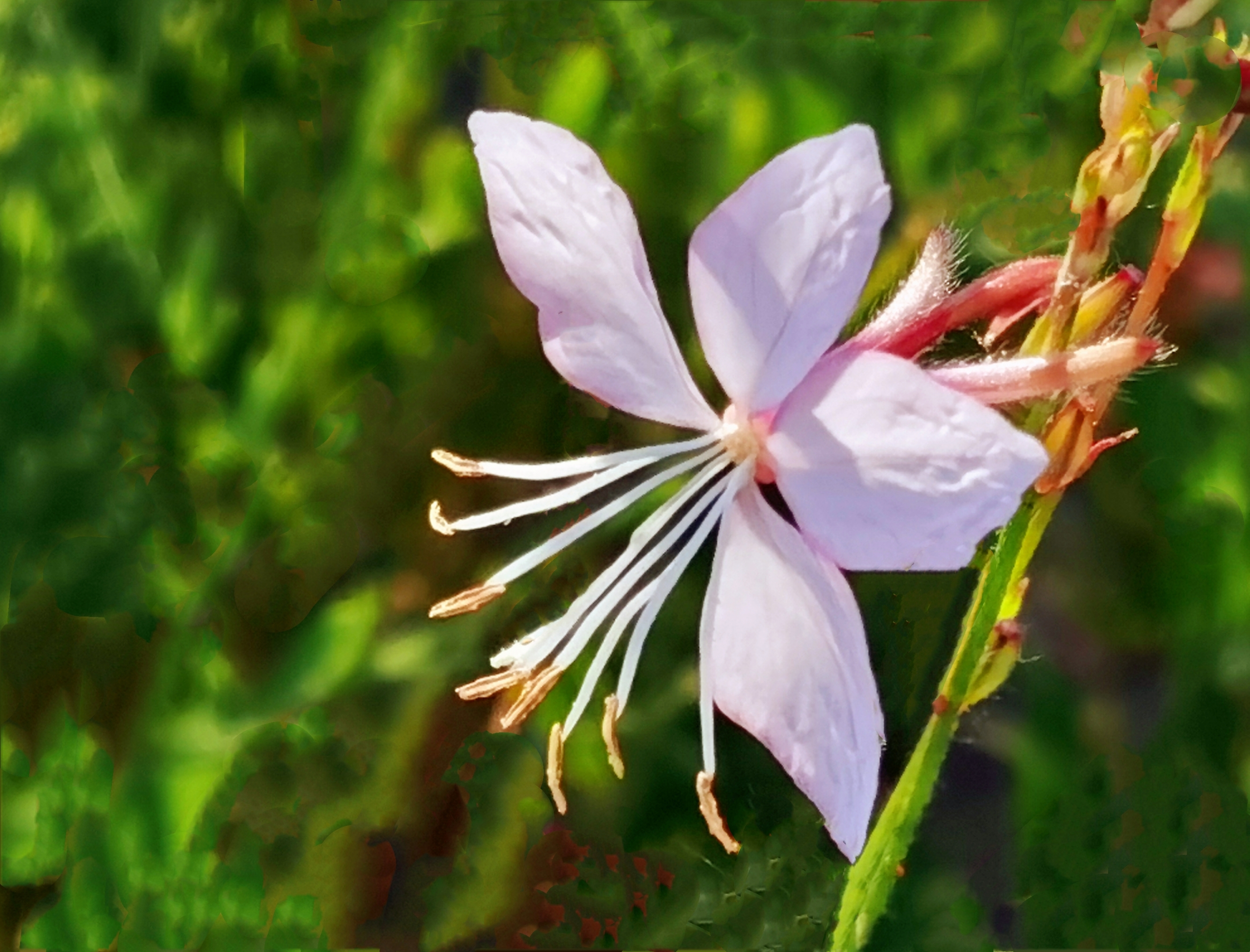 微拍千鸟花【首发】