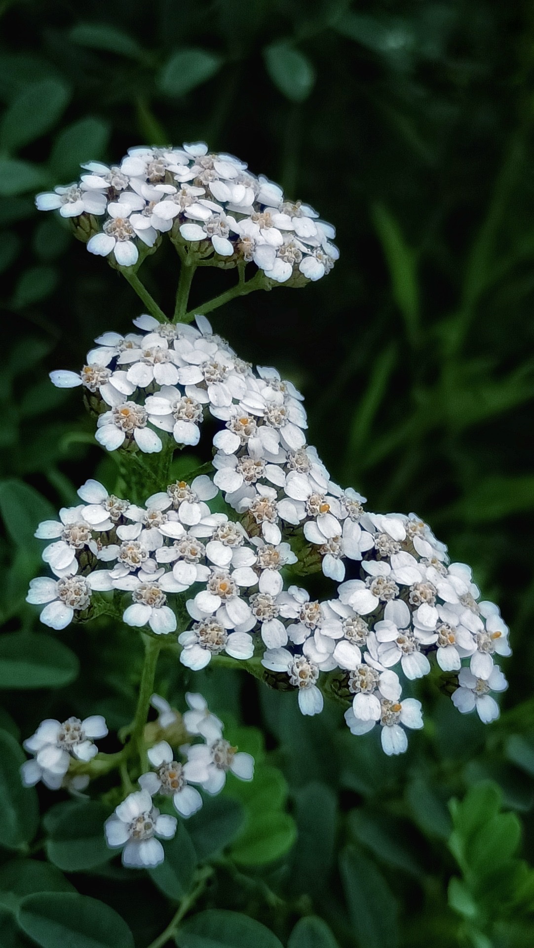【首发】高山蓍