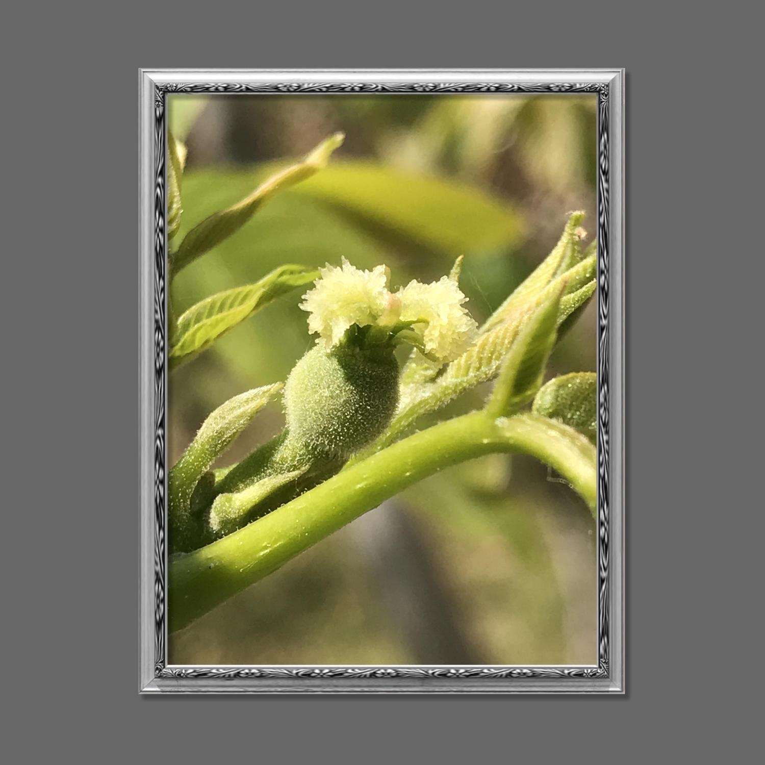 同株异花胡桃树【首发】