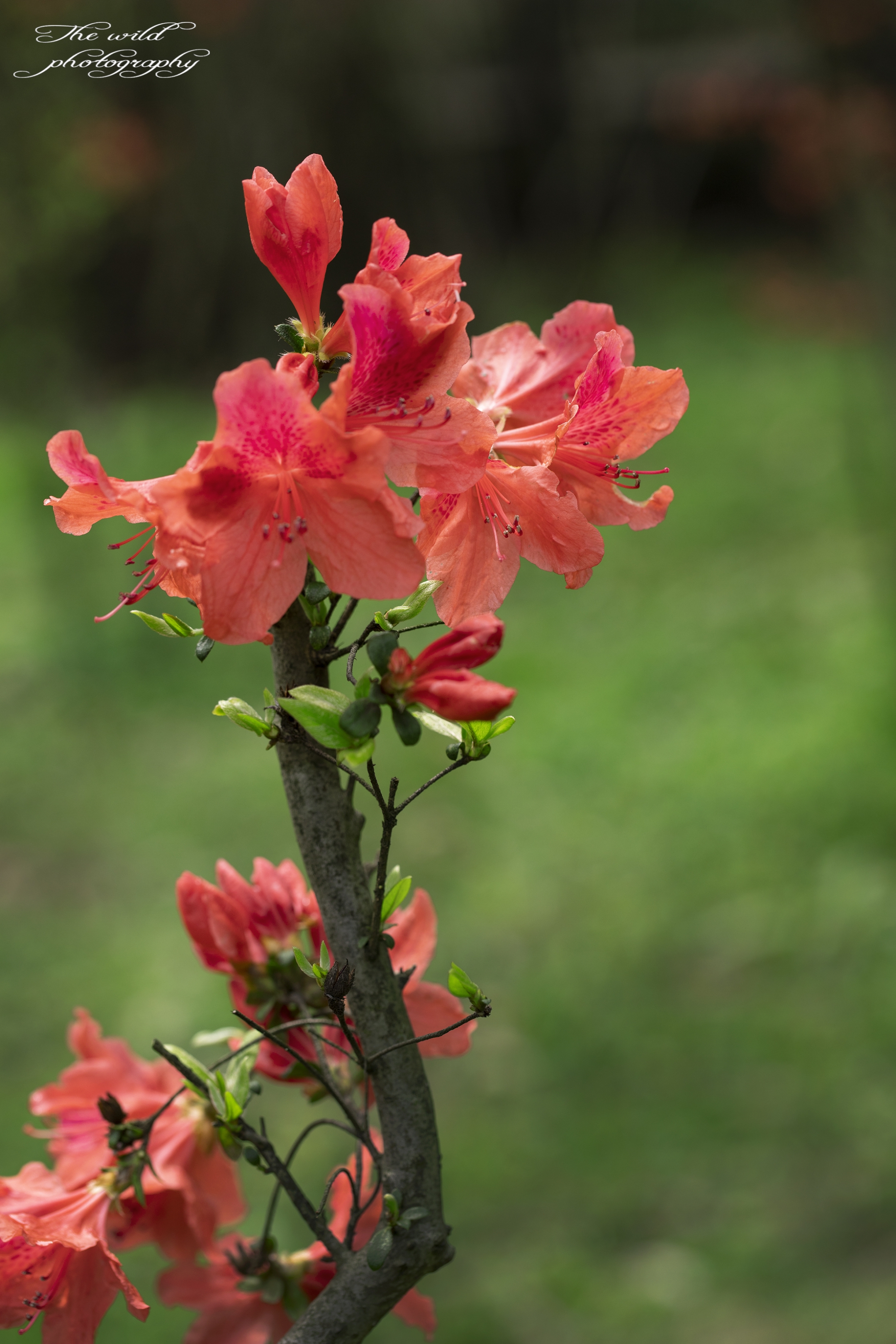 杜鹃花花瓣形状图片