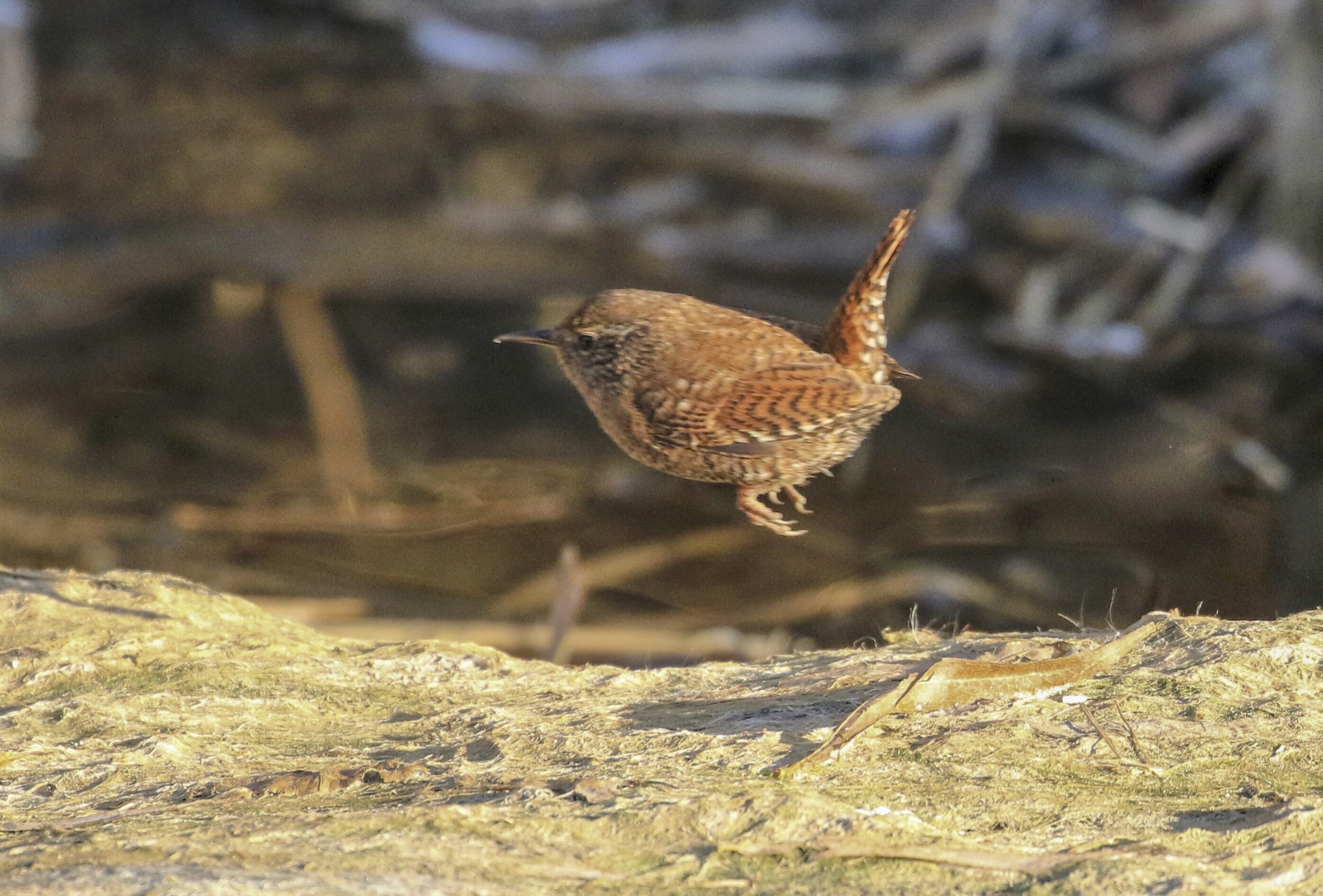 小小鸟儿焦鹩【首发】