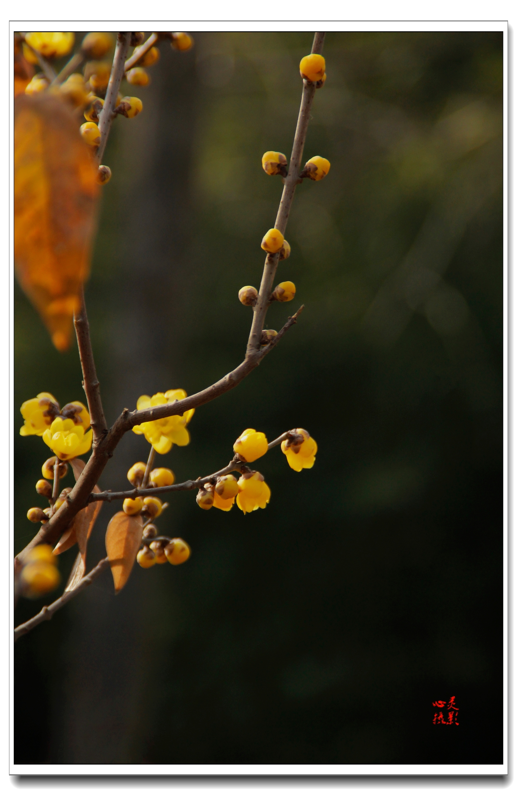 伊人/(网络存谢) 腊梅花开了 萧萧的北风里 一抹鹅
