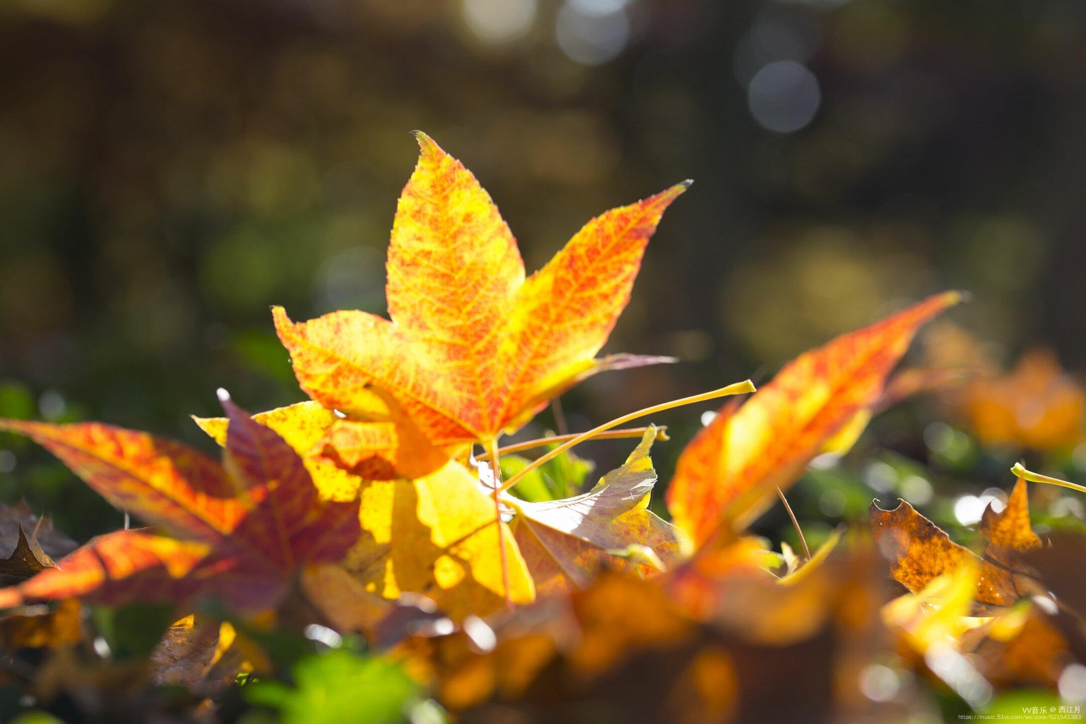 【首发】清秋静美枫叶黄