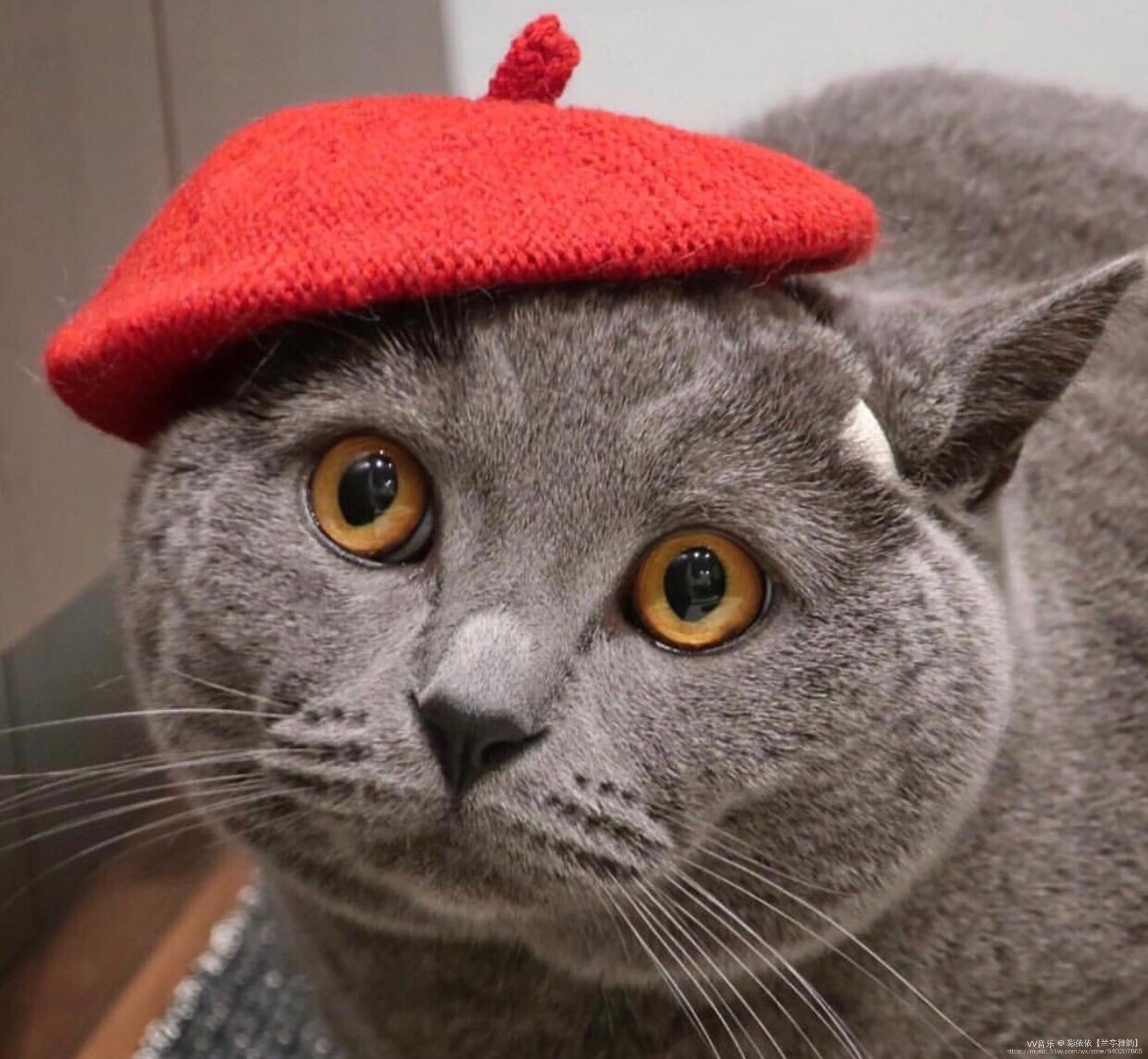 【首发】搞怪的猫咪