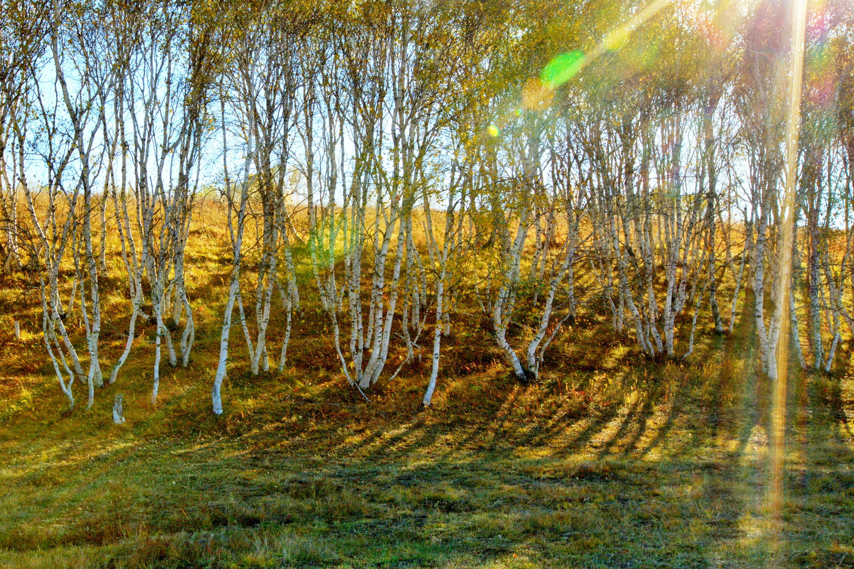 秋天的白桦林是最美的,秋风轻轻一扫,漫天落叶,如同一只只飞舞的蝴蝶