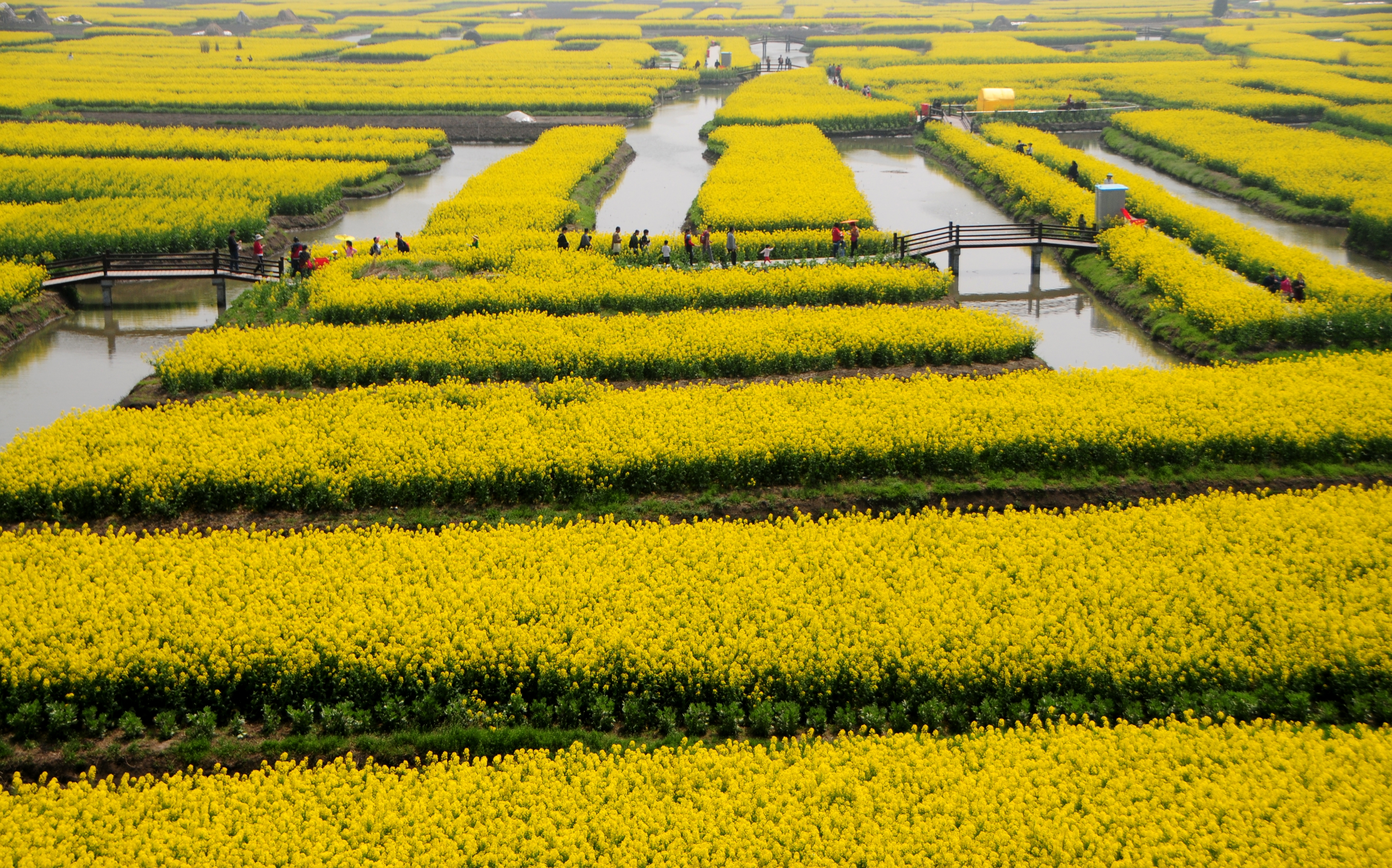 江苏水上油菜花田图片