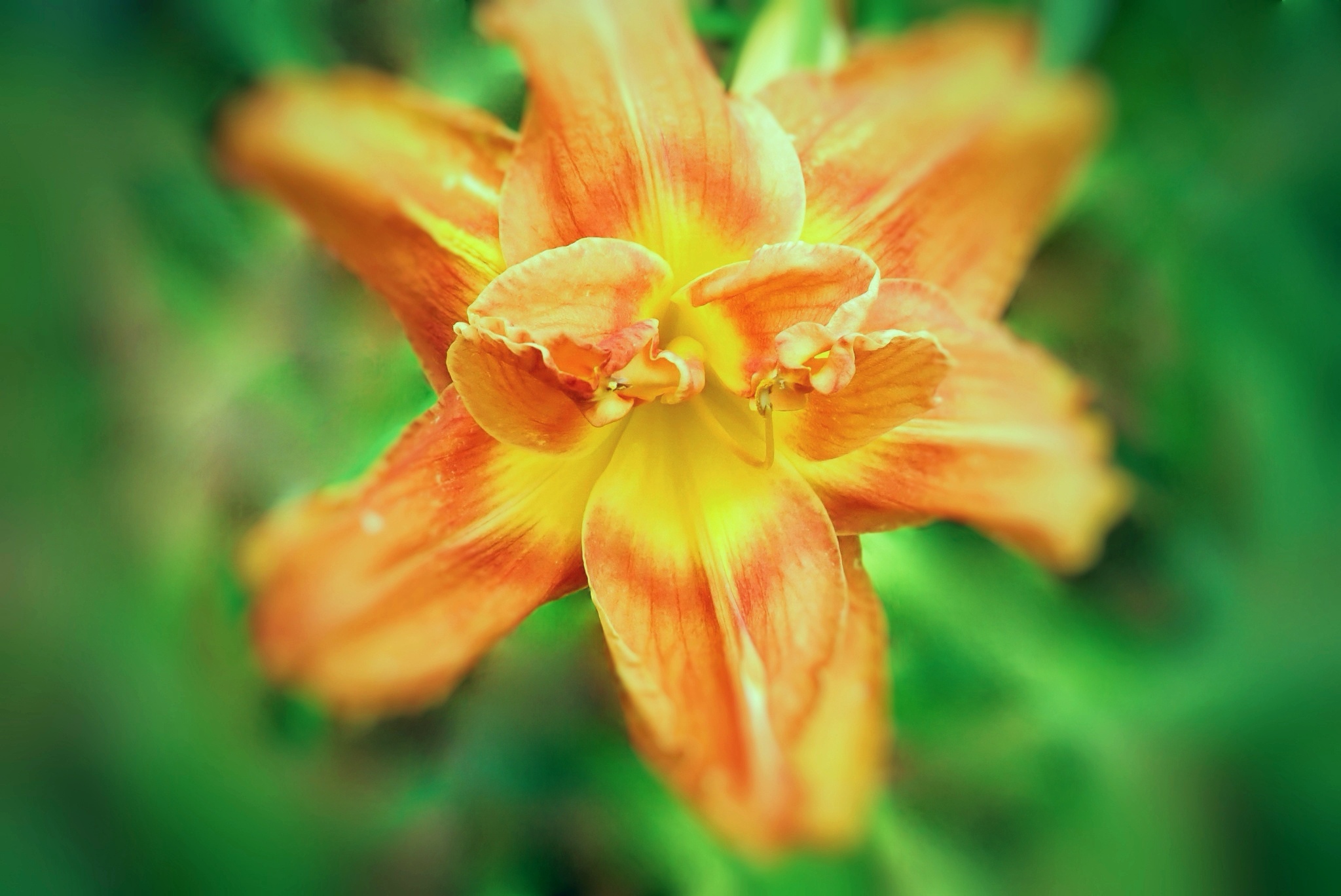 【首发】大花萱草