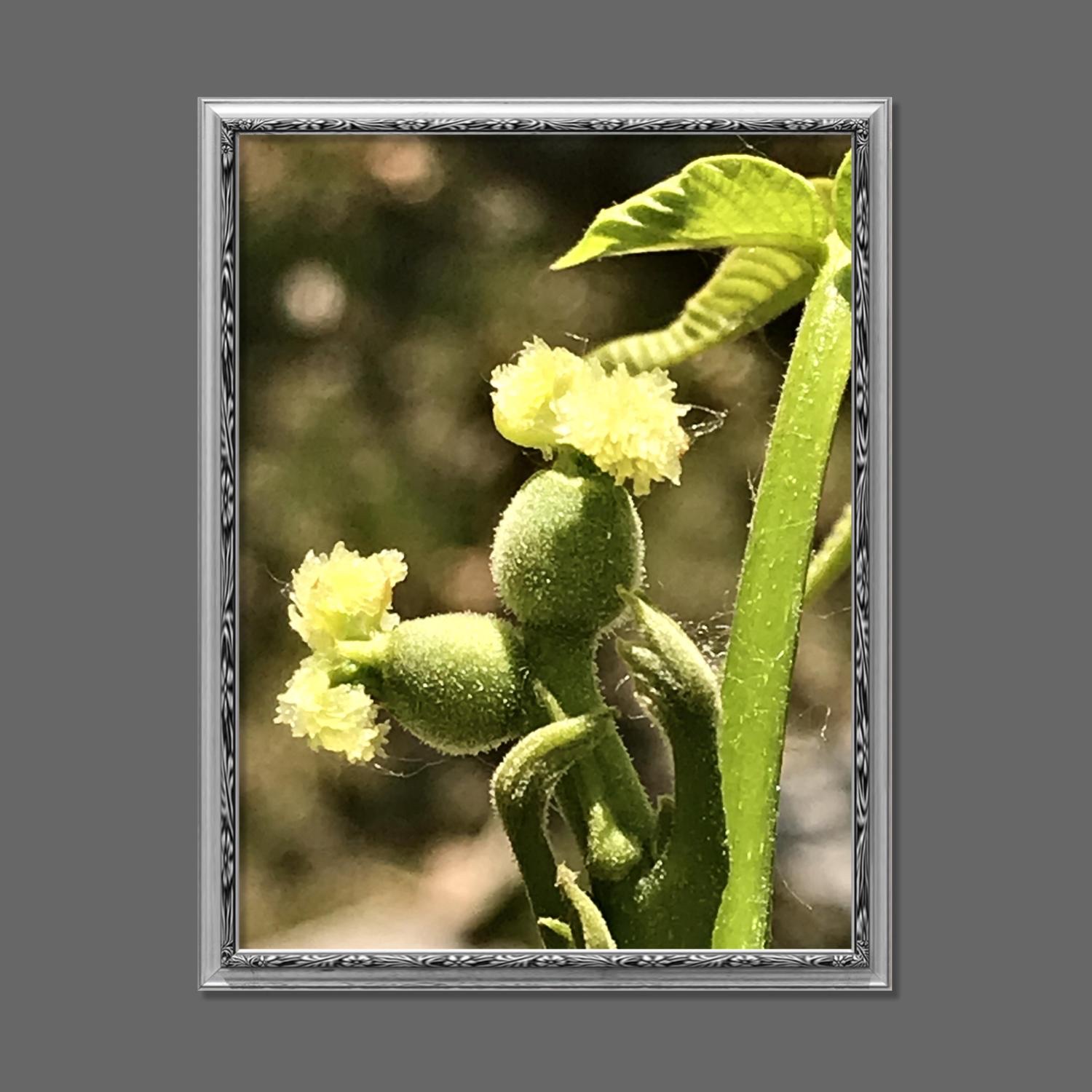 同株异花胡桃树【首发】