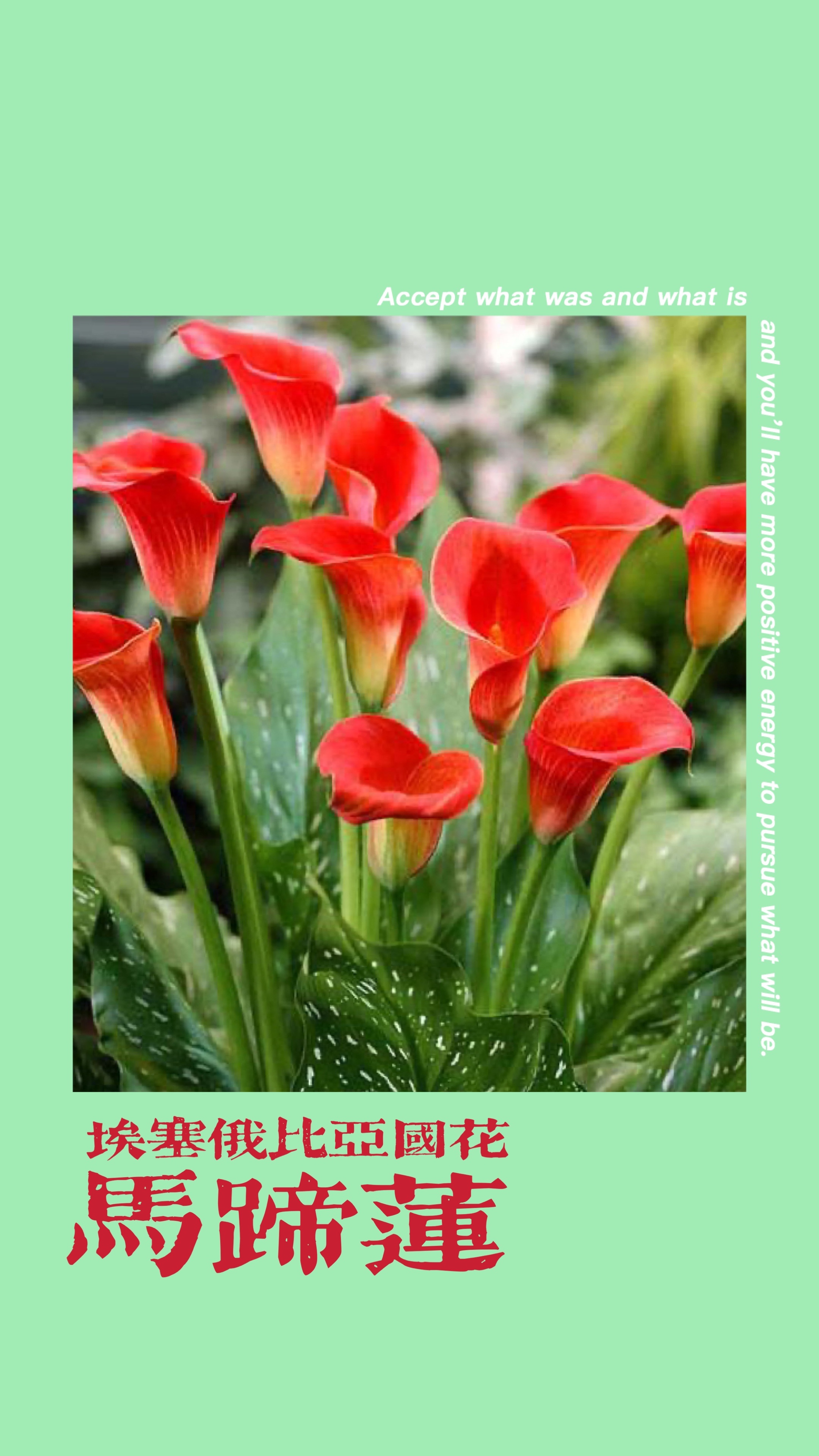 《首发》各国国花缤纷多彩