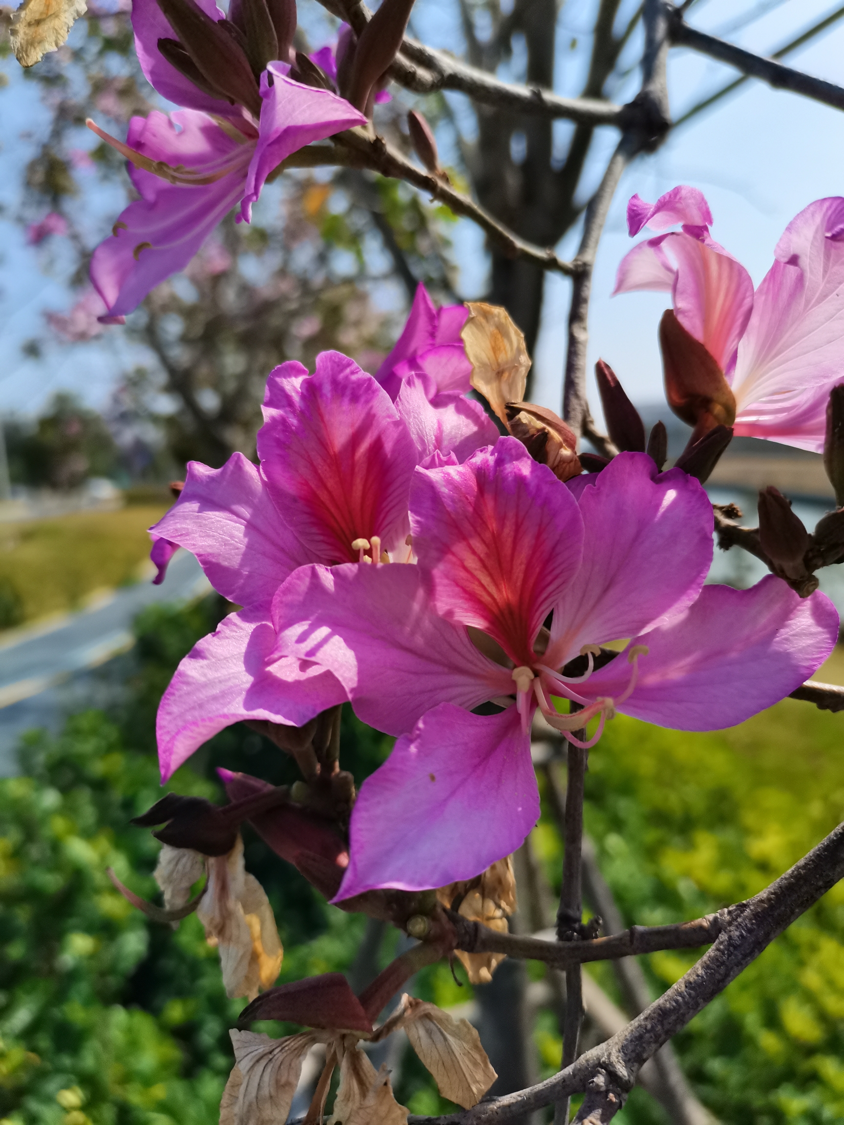 合歡花 白花洋紫荊(洋紫荊)