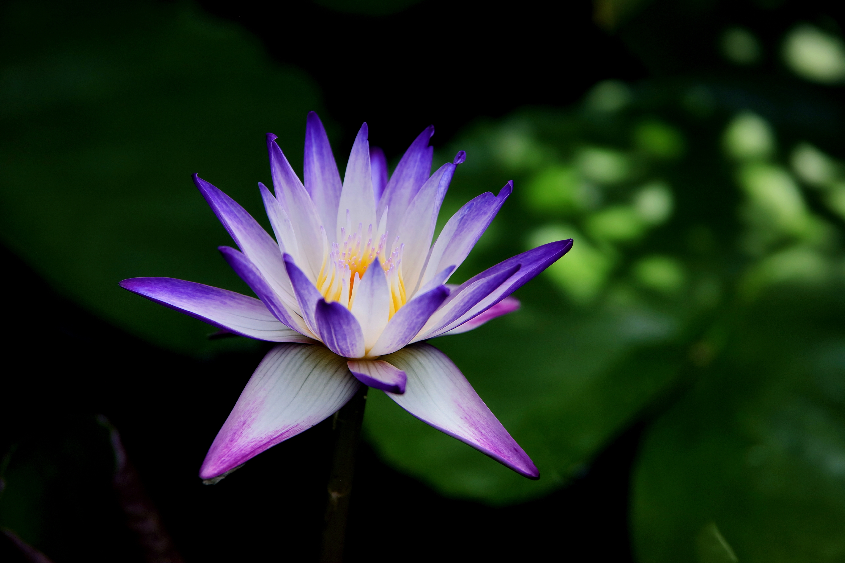 【首发】睡莲花初绽(3)