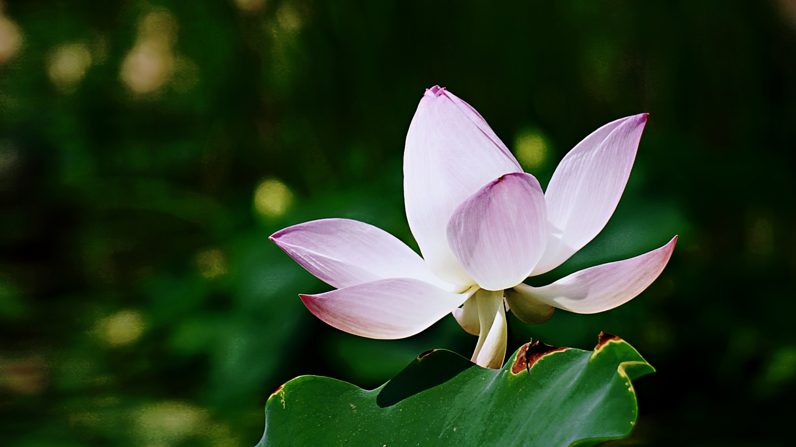 即将来临 这里荷花  阵阵荷香随风而来  唐代诗人王昌龄曰 "荷叶罗裙