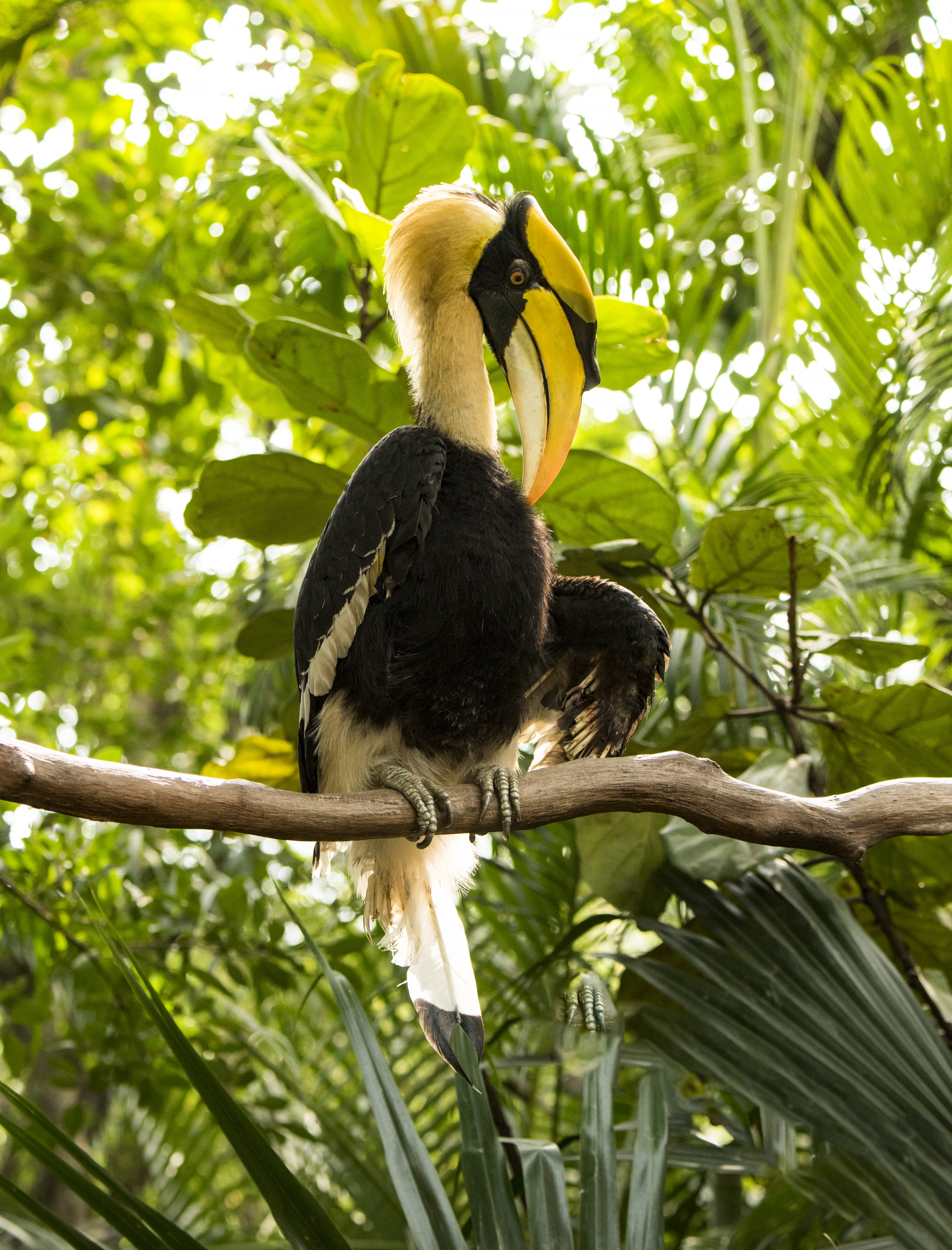 大嘴犀鸟的爱情故事首发
